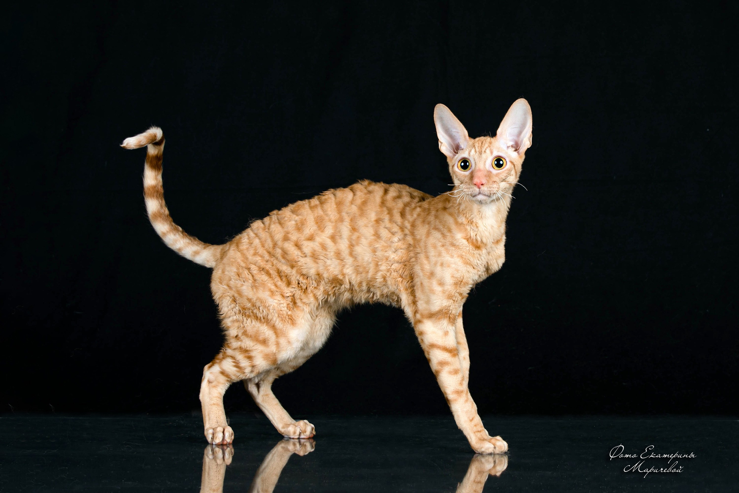 Стендовая съёмка на выставках кошек. Фотограф-анималист в Омске Екатерина Маричева