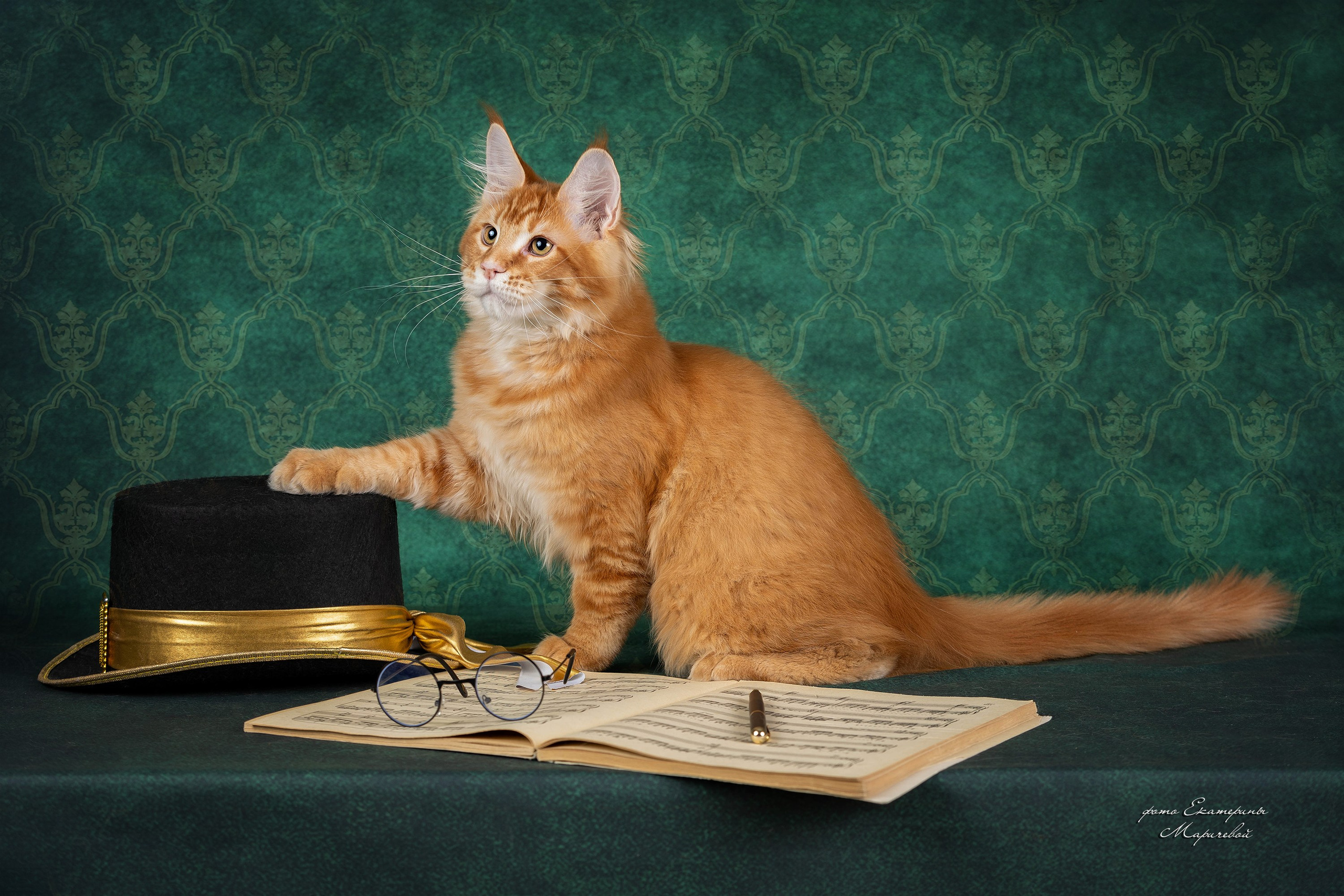 Галерея котят. Фотограф-анималист в Омске Екатерина Маричева