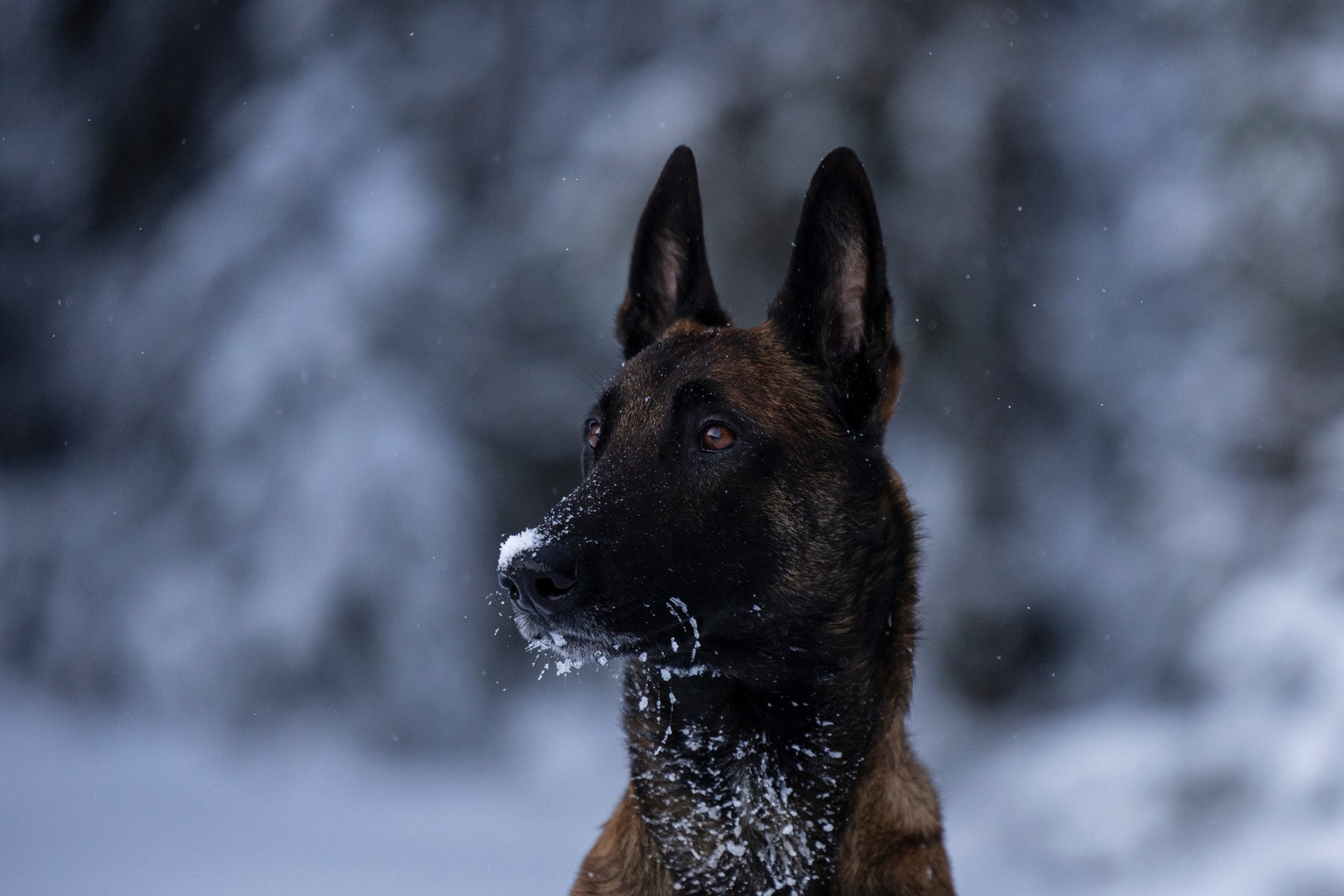 Раш. Фотограф-анималист Анна Маринич