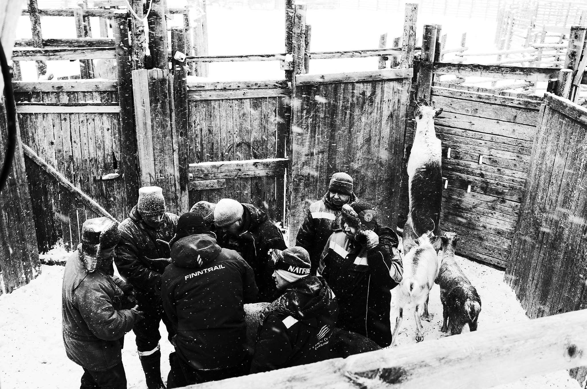 Кораль. На север к оленям. Репортажный фотограф в Сочи — Михаил Мордасов