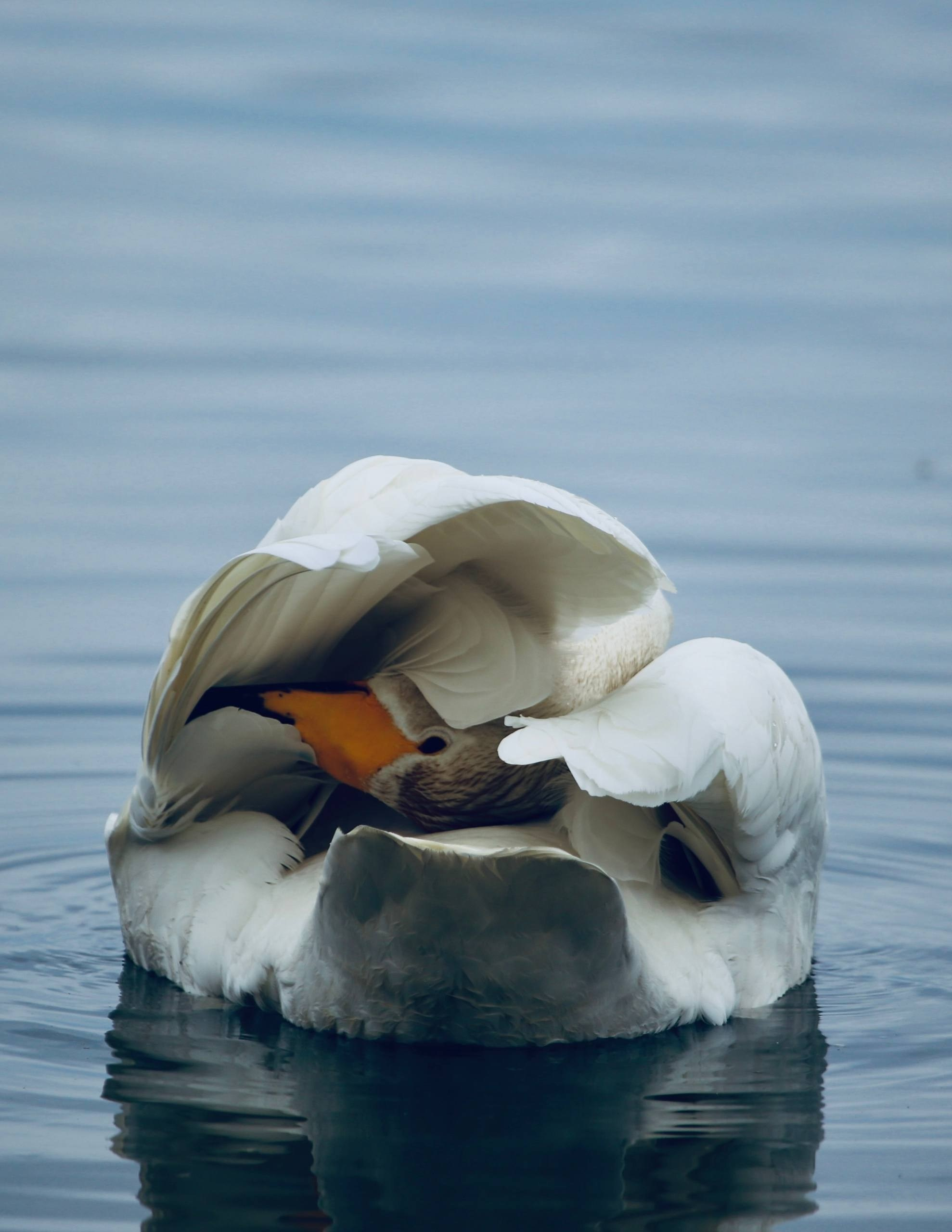 ТОП 20 лучших кадров марта 2026. Репортажный фотограф в Сочи — Михаил Мордасов