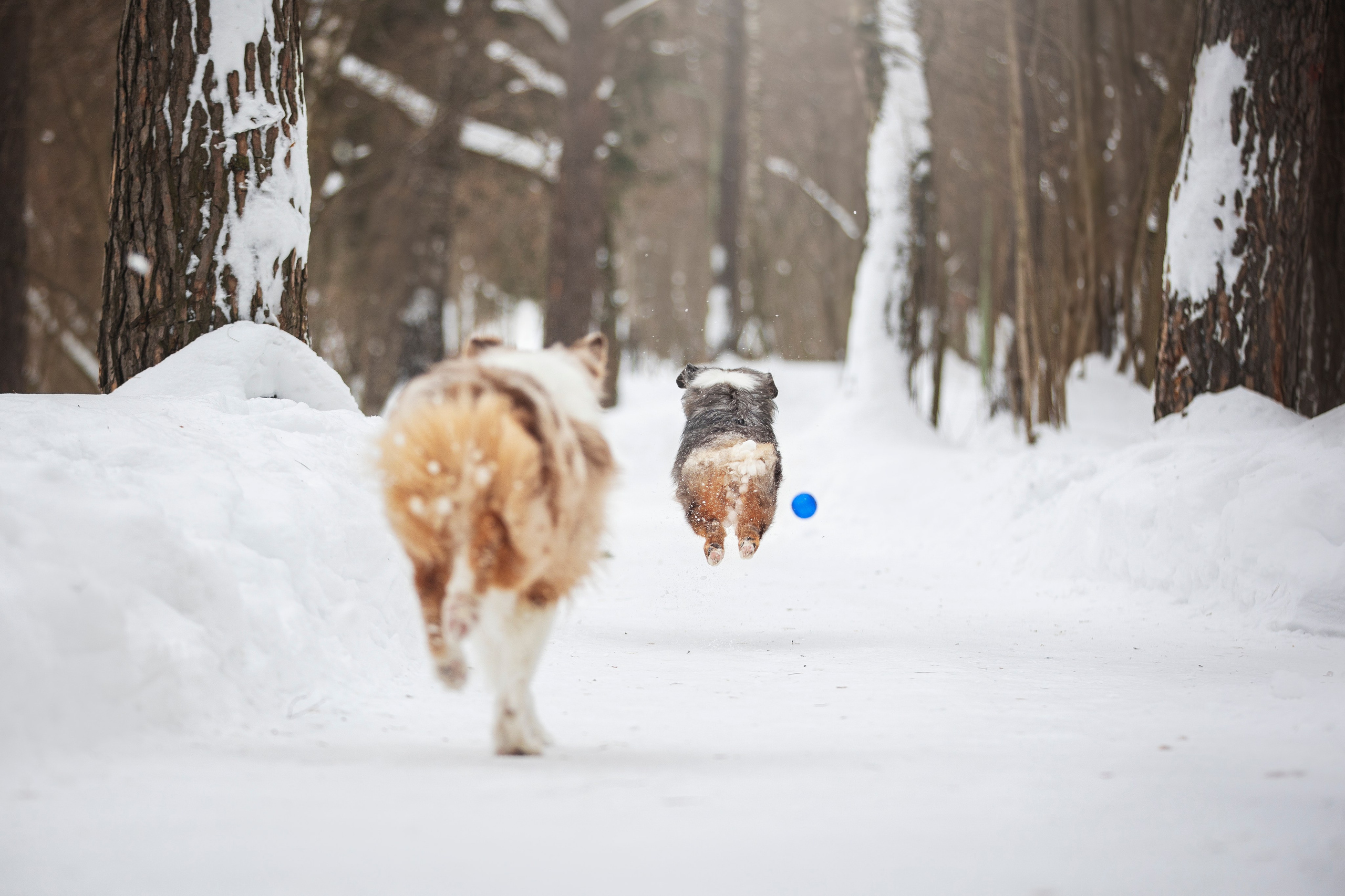 Дария, Макс, Сезам и Чили. Фотограф анималист в Москве Майорова Евгения