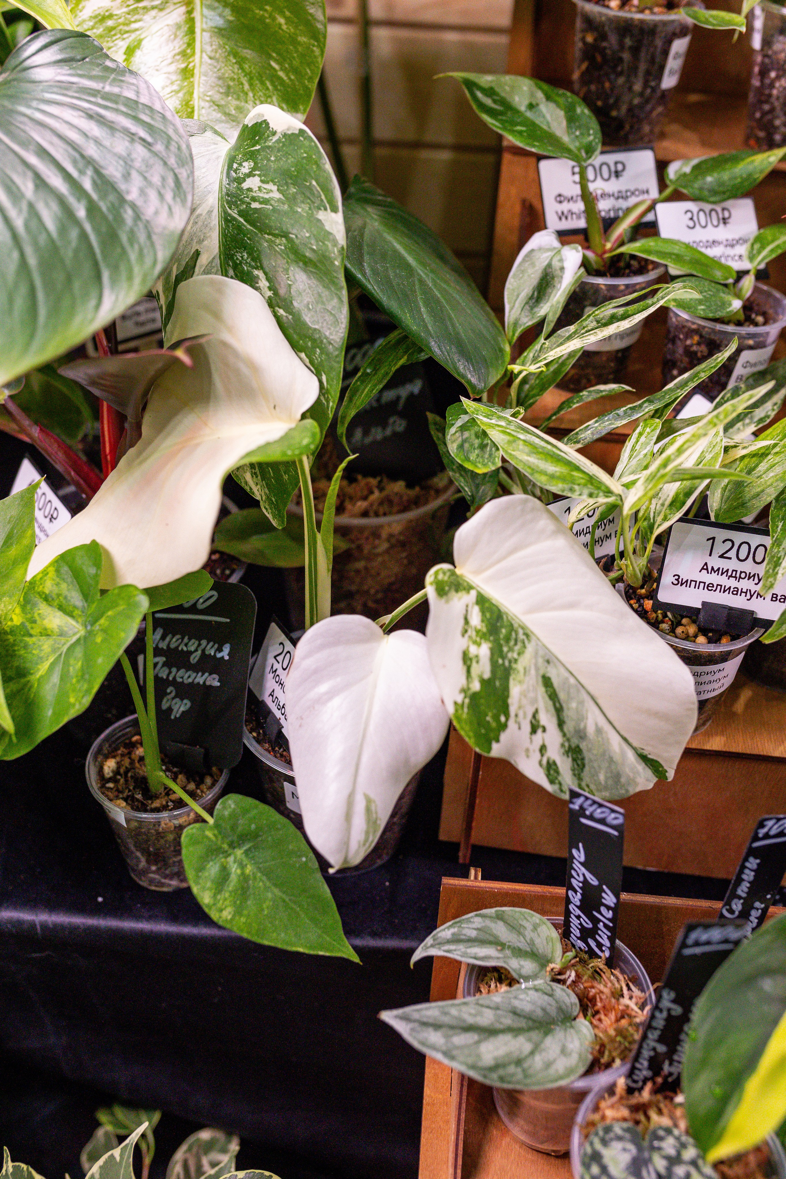 Монстериум апрель 2025. Александра Куликова фотограф, Москва