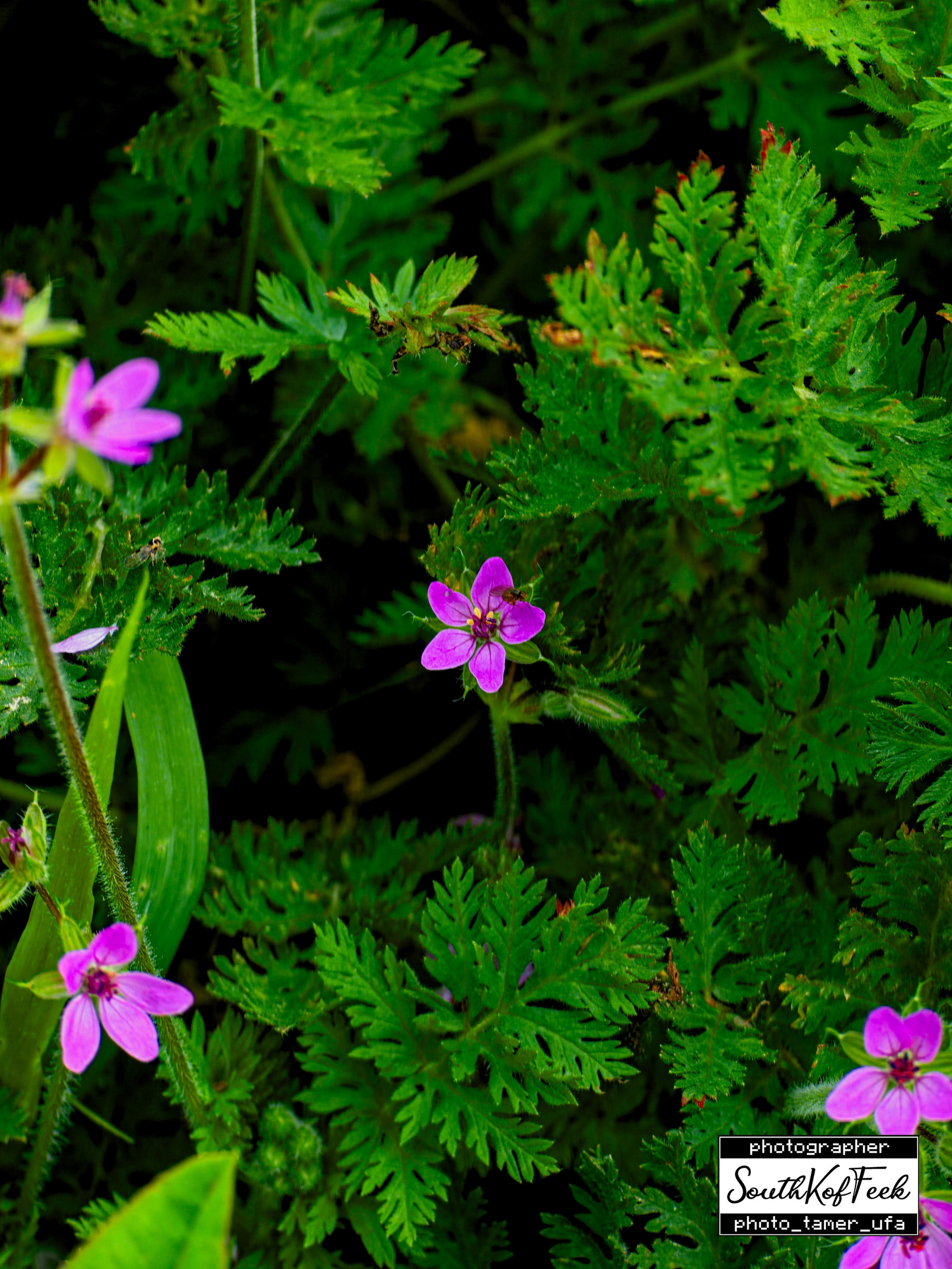 Цветы?. Photo Tamer Ufa