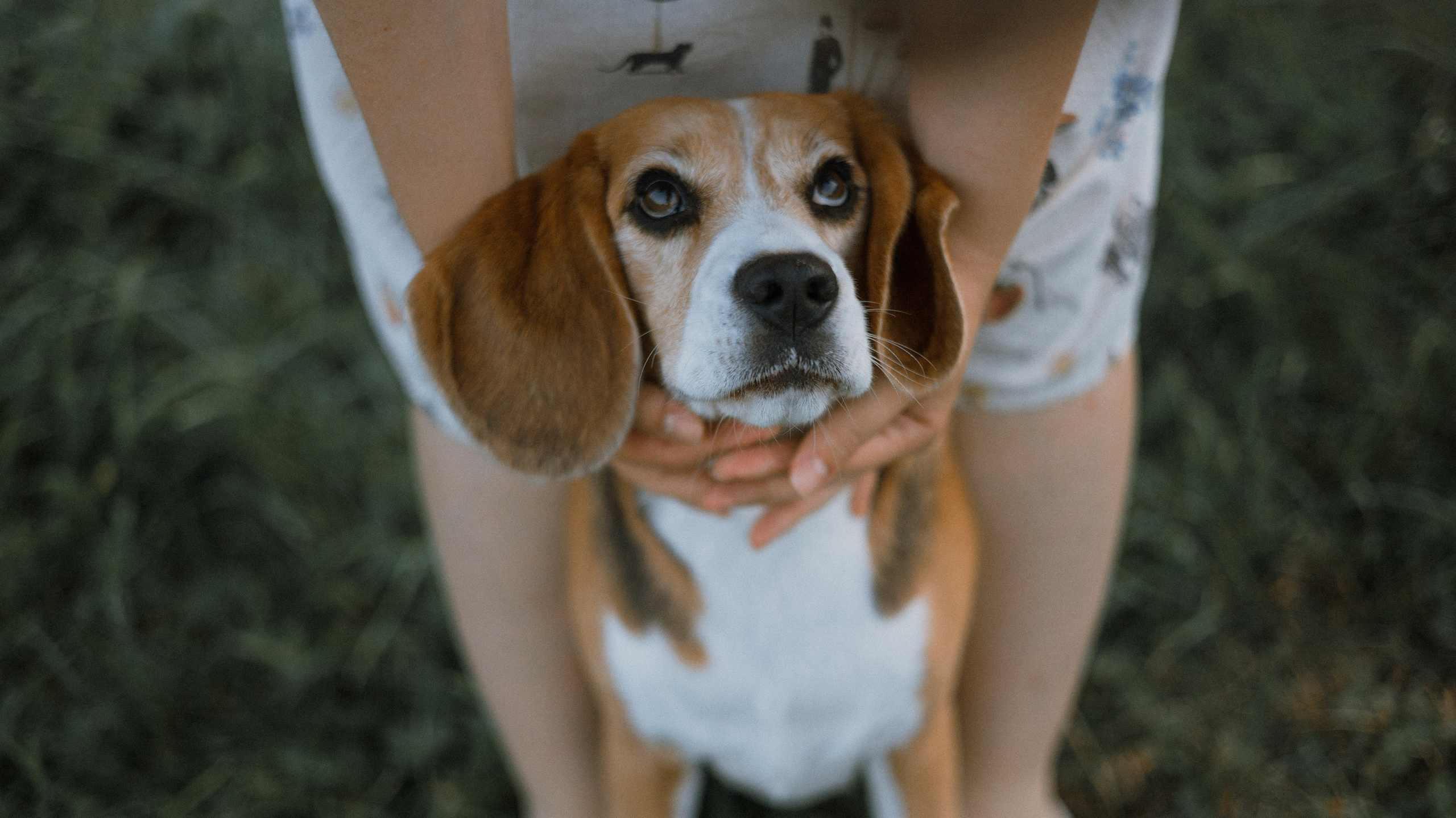Лиза и Сара. Фотограф-анималист Богданова Полина