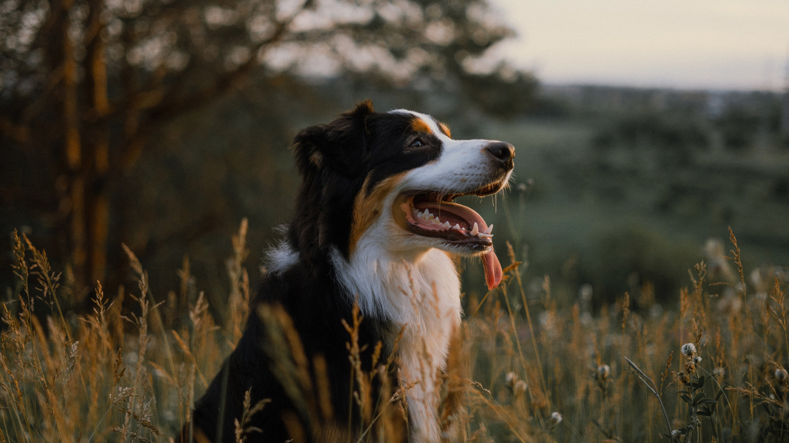 Яна и Уга. Фотограф-анималист Богданова Полина