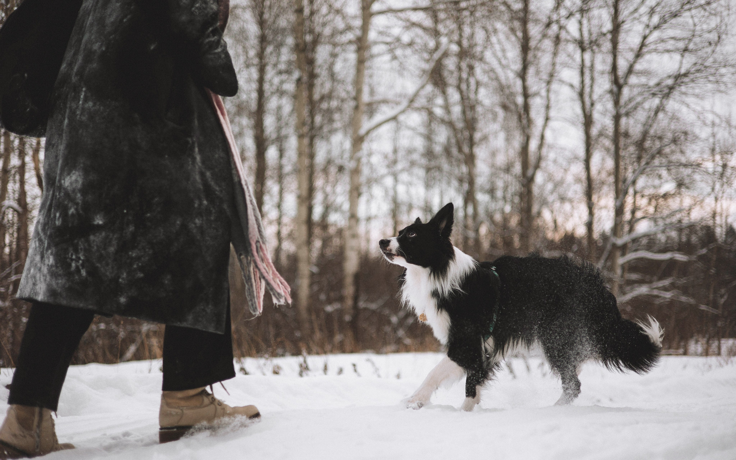 Алина и Найт. Фотограф-анималист Богданова Полина