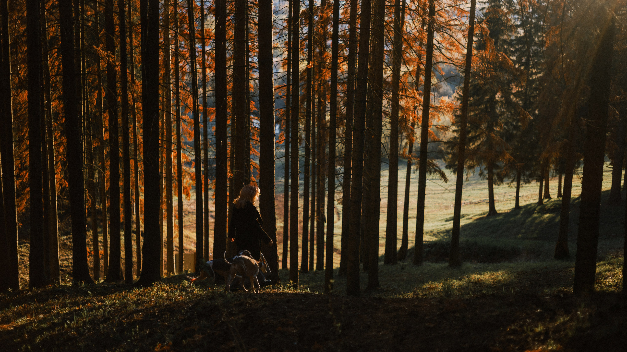 Вика, Джем и Белла. Фотограф-анималист Богданова Полина