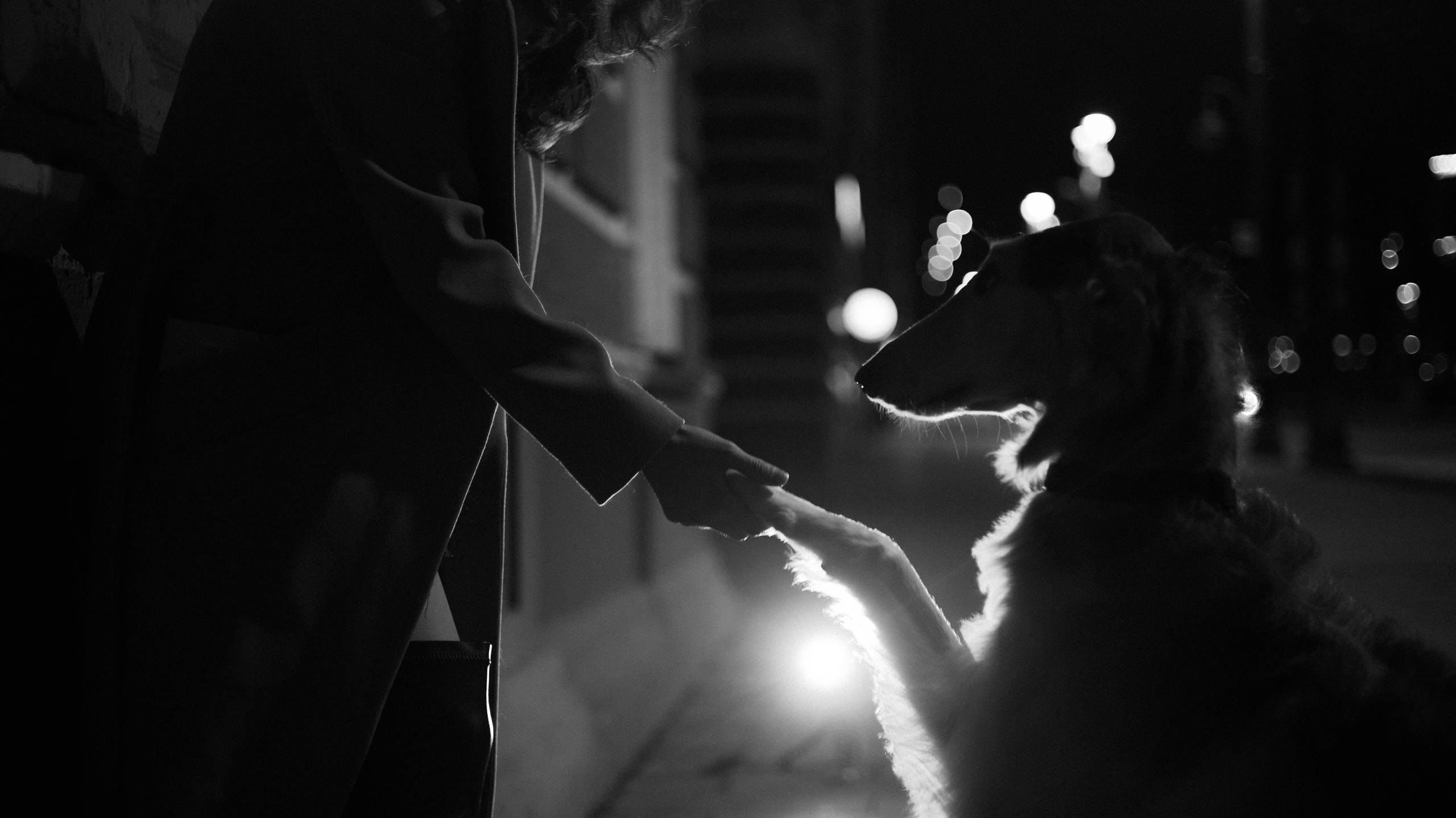 Алёна и Леви. Фотограф-анималист Богданова Полина