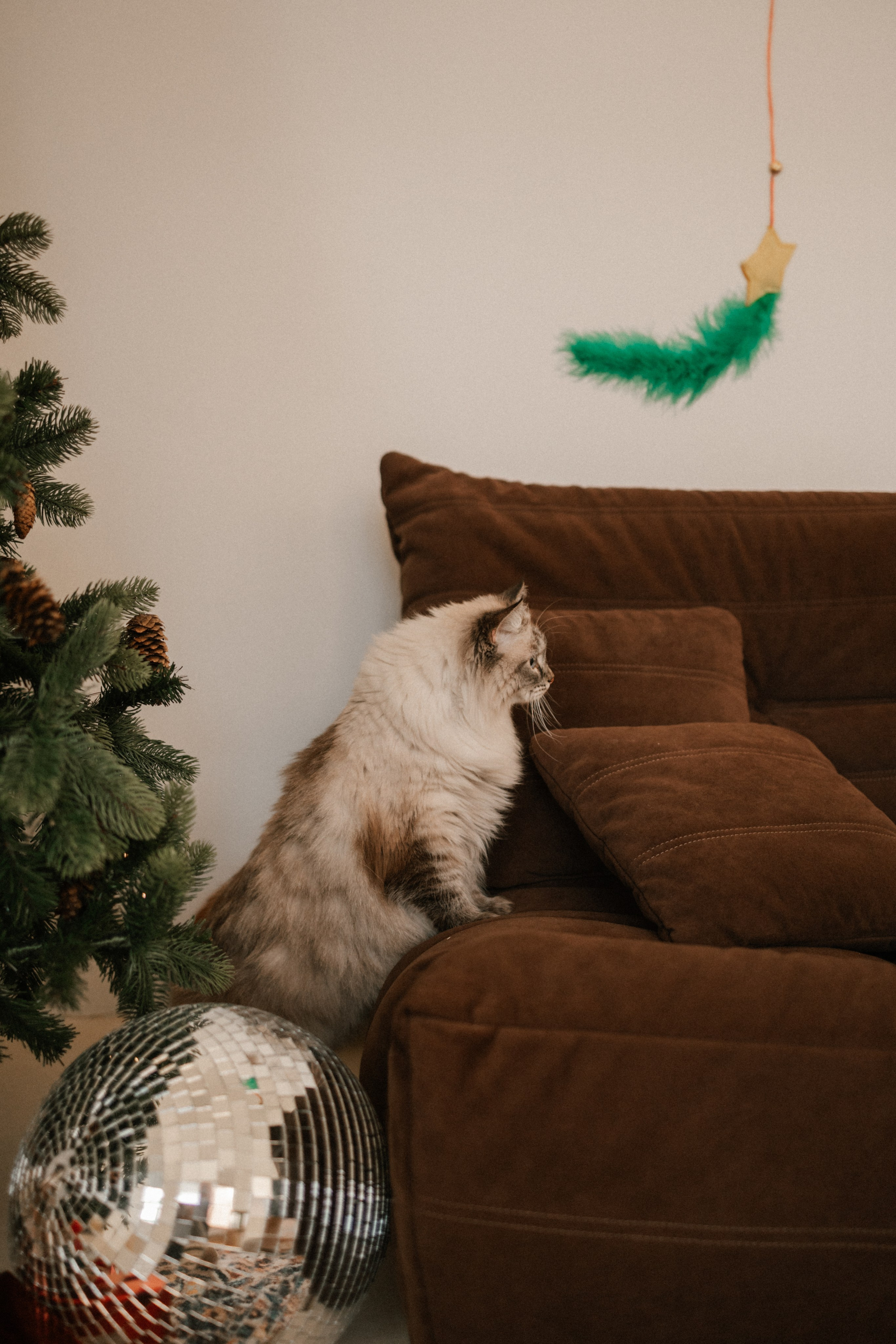 Камилла и ее девочки. Фотограф — Анималист | Санкт-Петербург