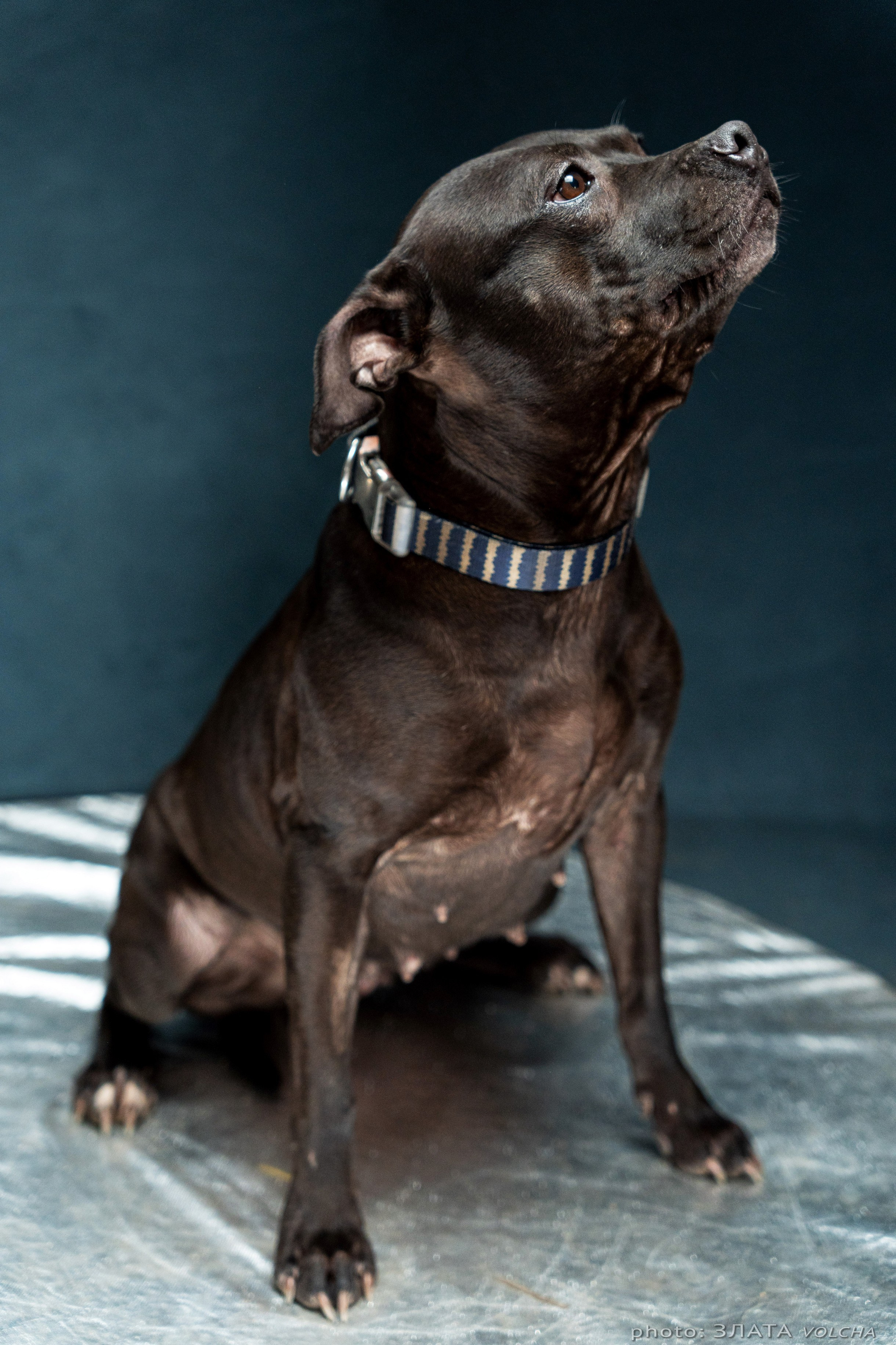 Собаки в студии. Фото, видео, монтаж