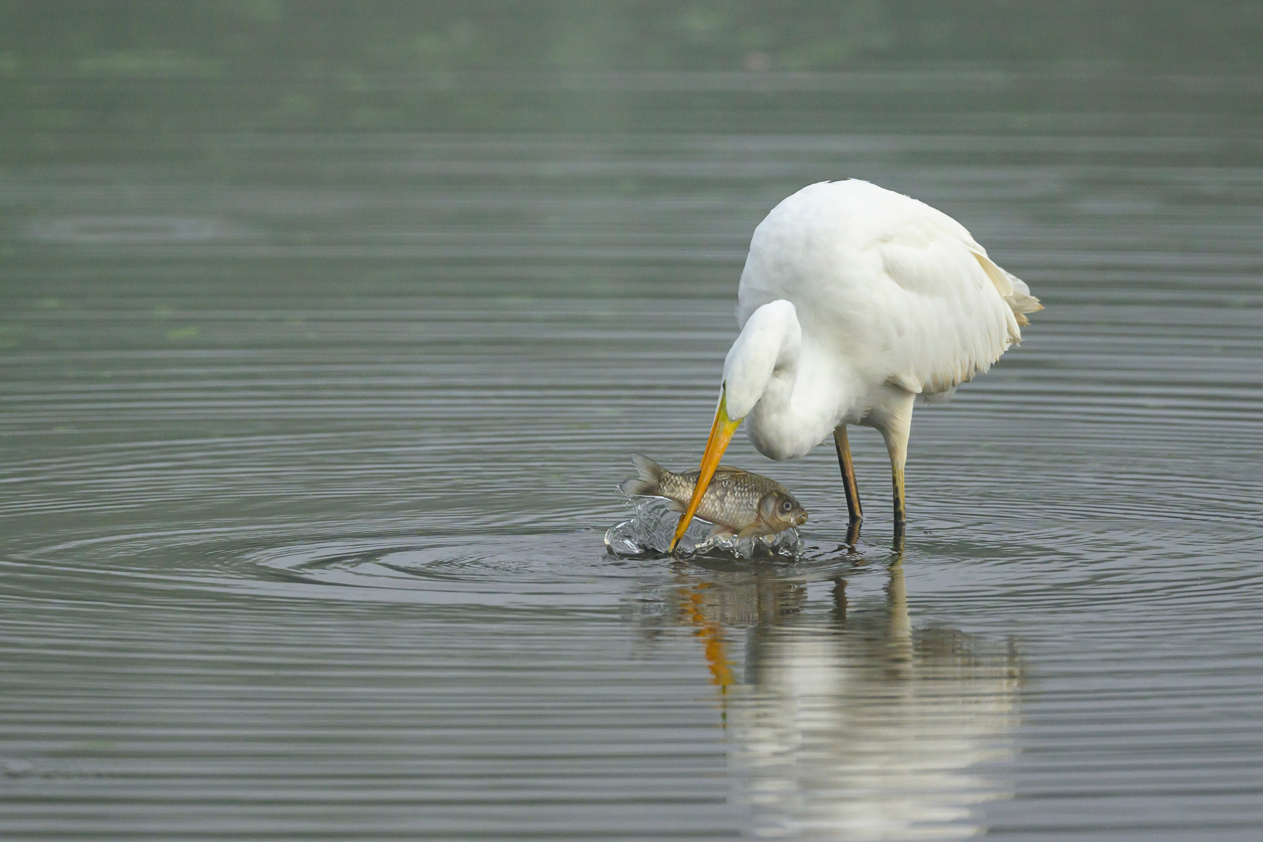 Цапли. Wildlife photography by Sergey Puponin