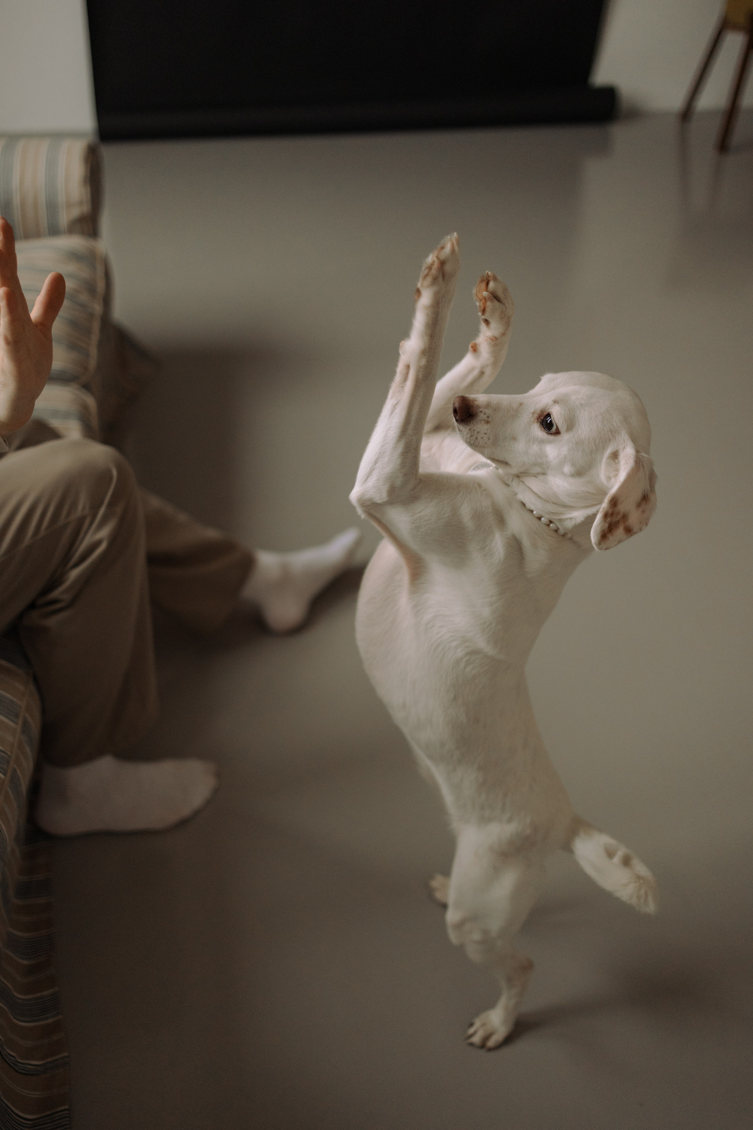 Луна и ее семья. Фотограф — Анималист | Санкт-Петербург