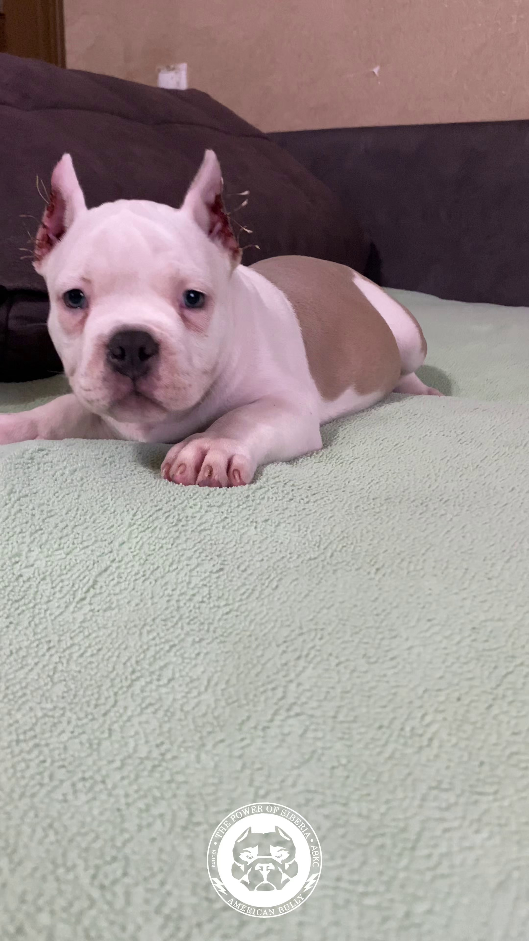 Свободные щенки Американский Булли, в типах покет, классик, стандарт. Американский Булли в г. Ростов-на-Дону. Питомник THE POWER OF SIBERIA