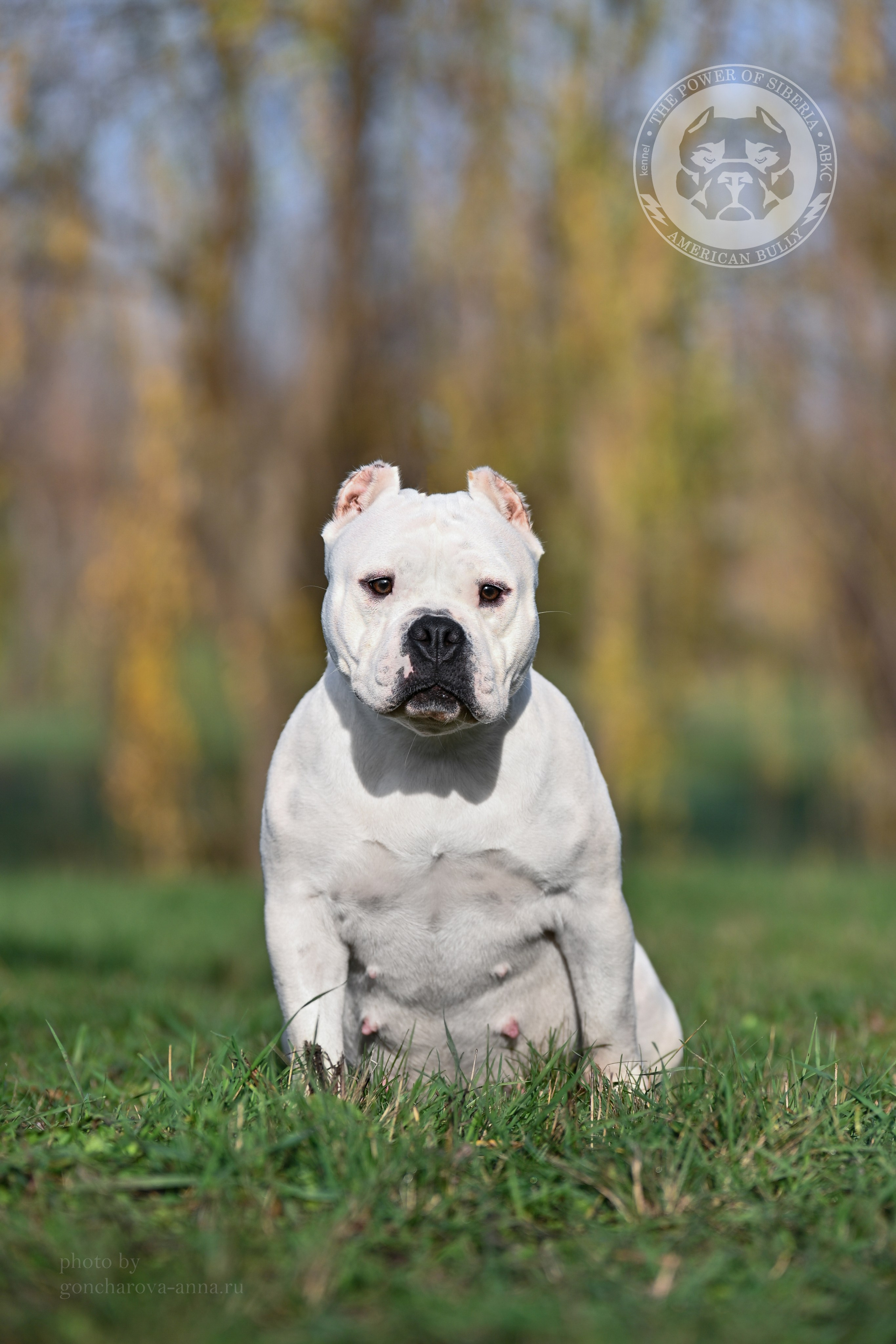 THE POWER OF SIBERIA MIA. Американский Булли в г. Ростов-на-Дону. Питомник THE POWER OF SIBERIA