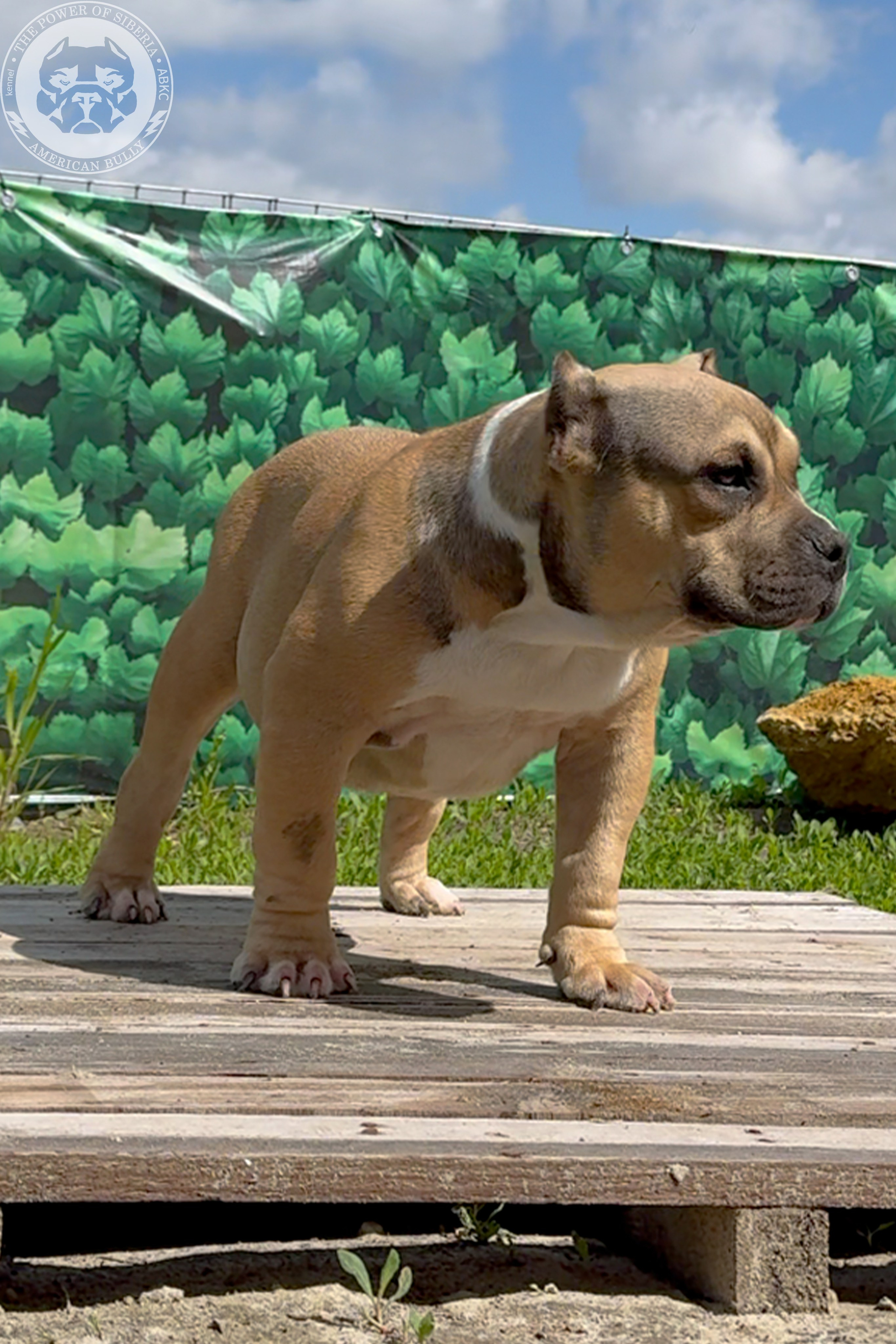 22.11.25 Тагира-Каспер. Американский Булли в г. Ростов-на-Дону. Питомник THE POWER OF SIBERIA