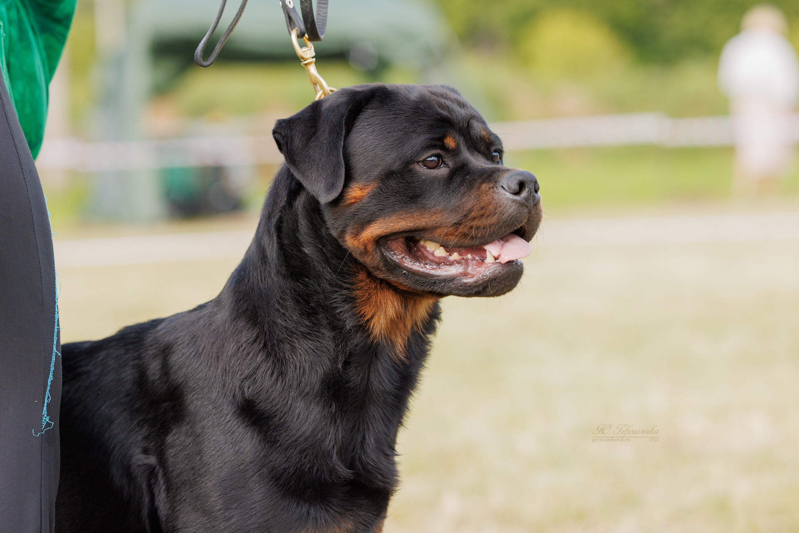 Рязань-Ховрино 10-11.08.2024 3хмоно ротвейлеров. Фотограф-анималист Юлия Германика