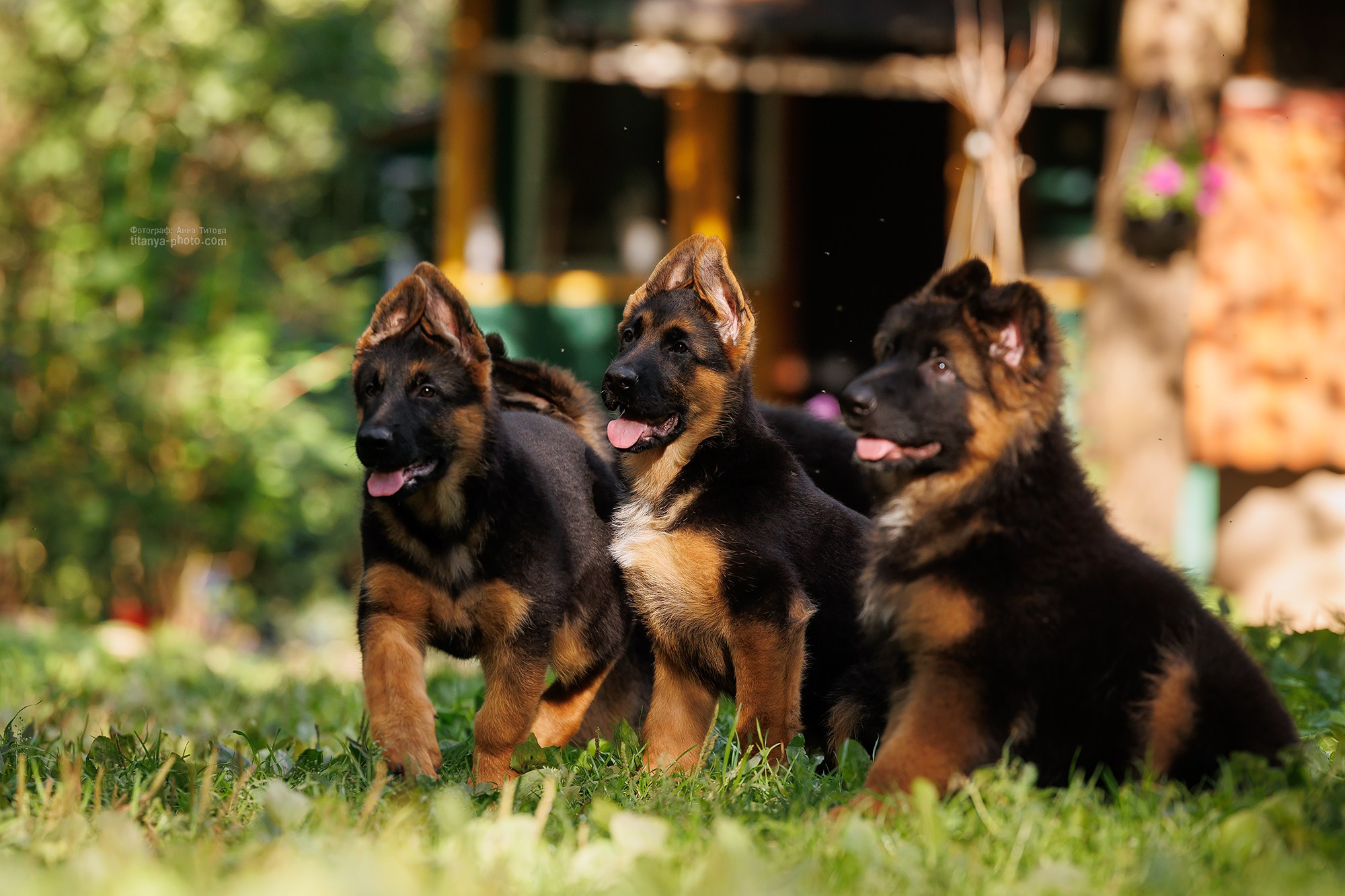 Щенки немецкой овчарки. Фотограф собак, фотограф-анималист Аня Титова (Titanya). Москва