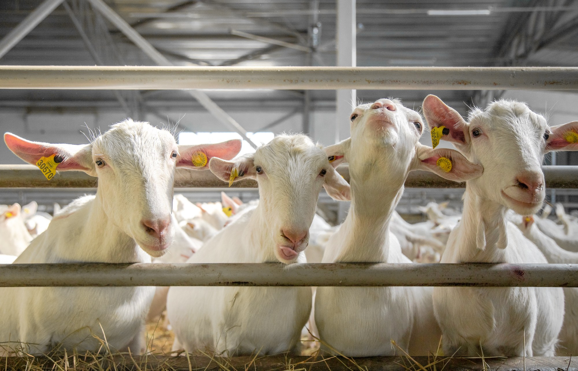Козья ферма. Репортажный, промышленный и маркетплейс-фотограф Дмитрий Чернат