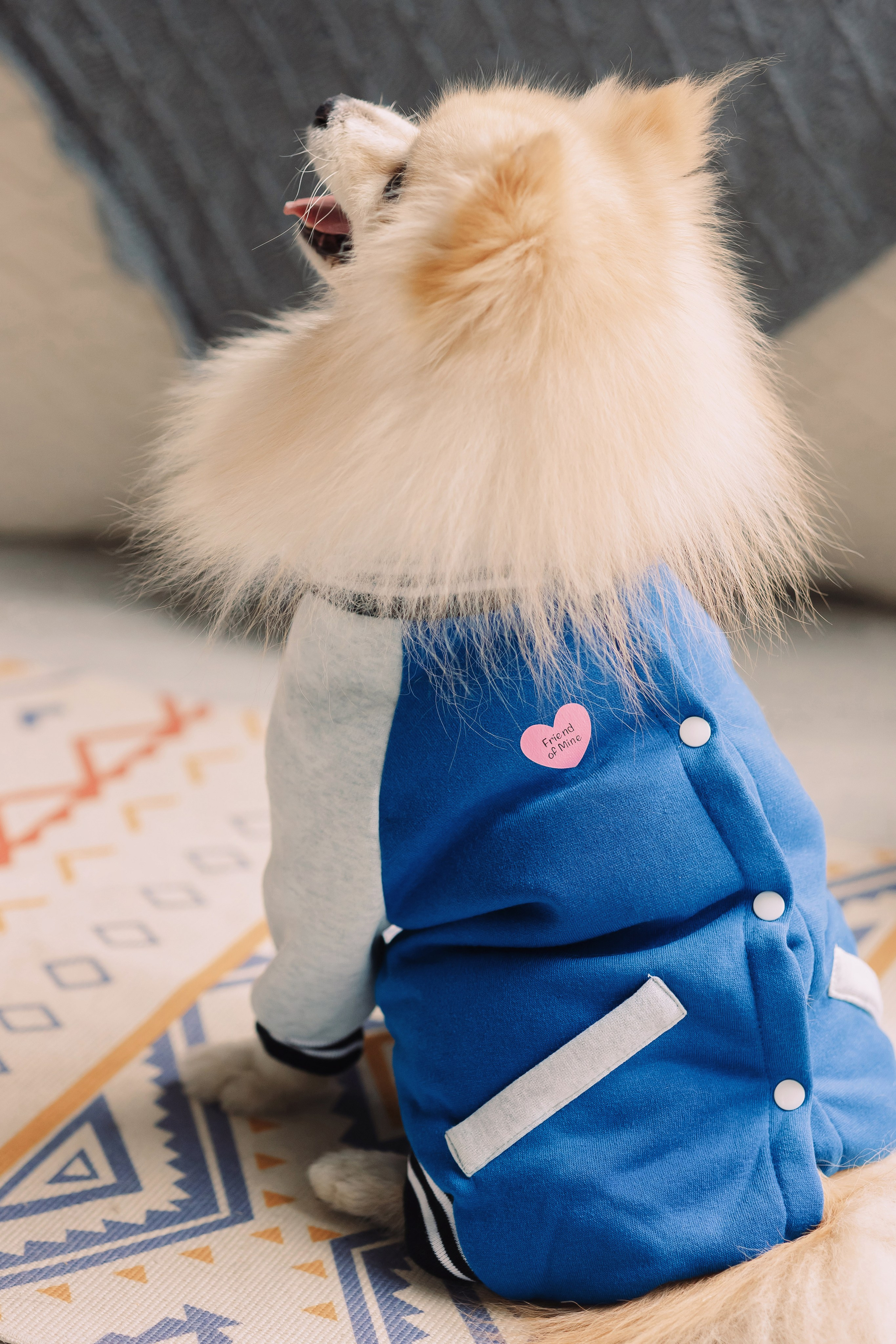 Магазин Friend of mine. Фотограф-анималист Елена Радченко, Москва