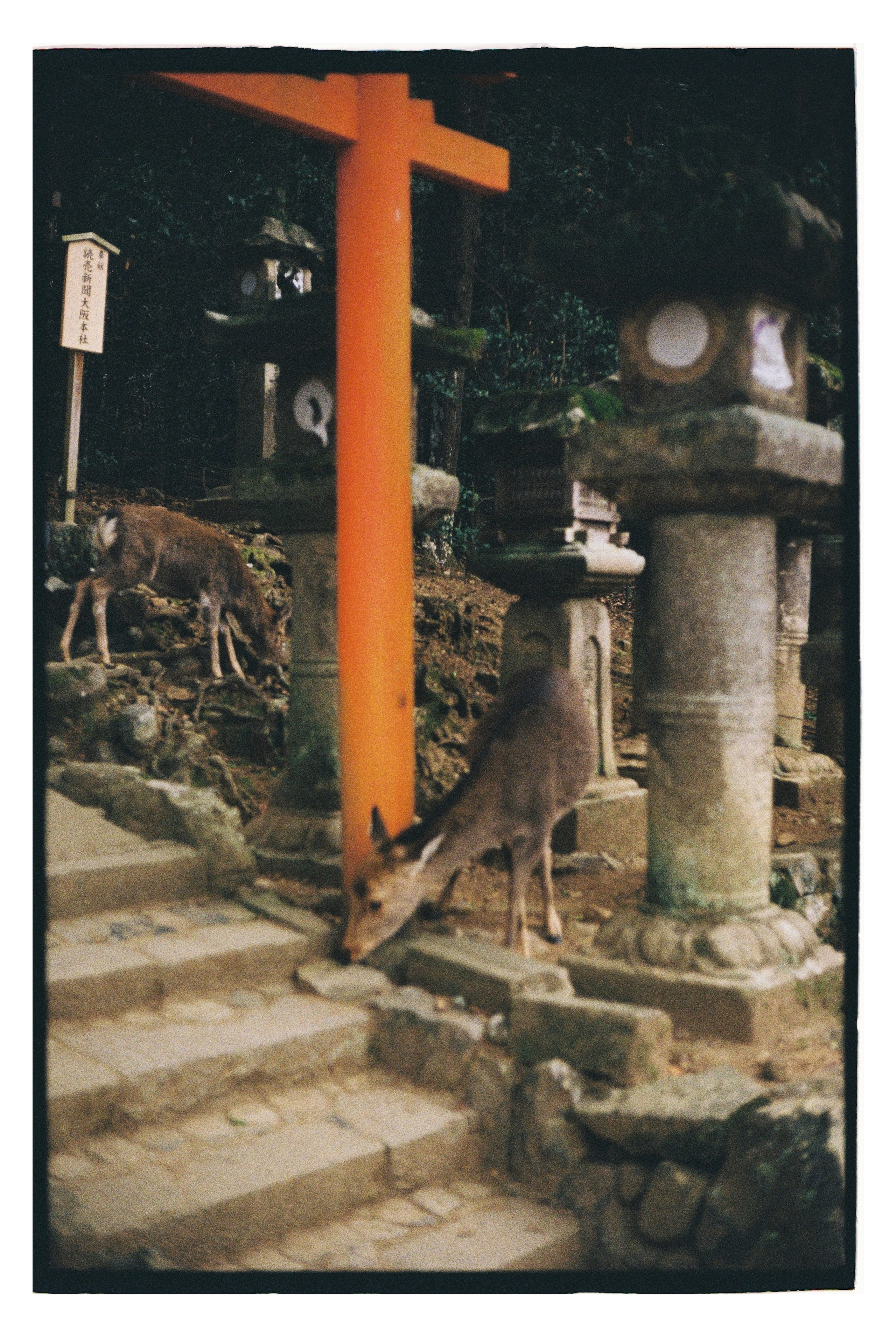 Japan. @tomrus: Рустам Шагиморданов — фотограф