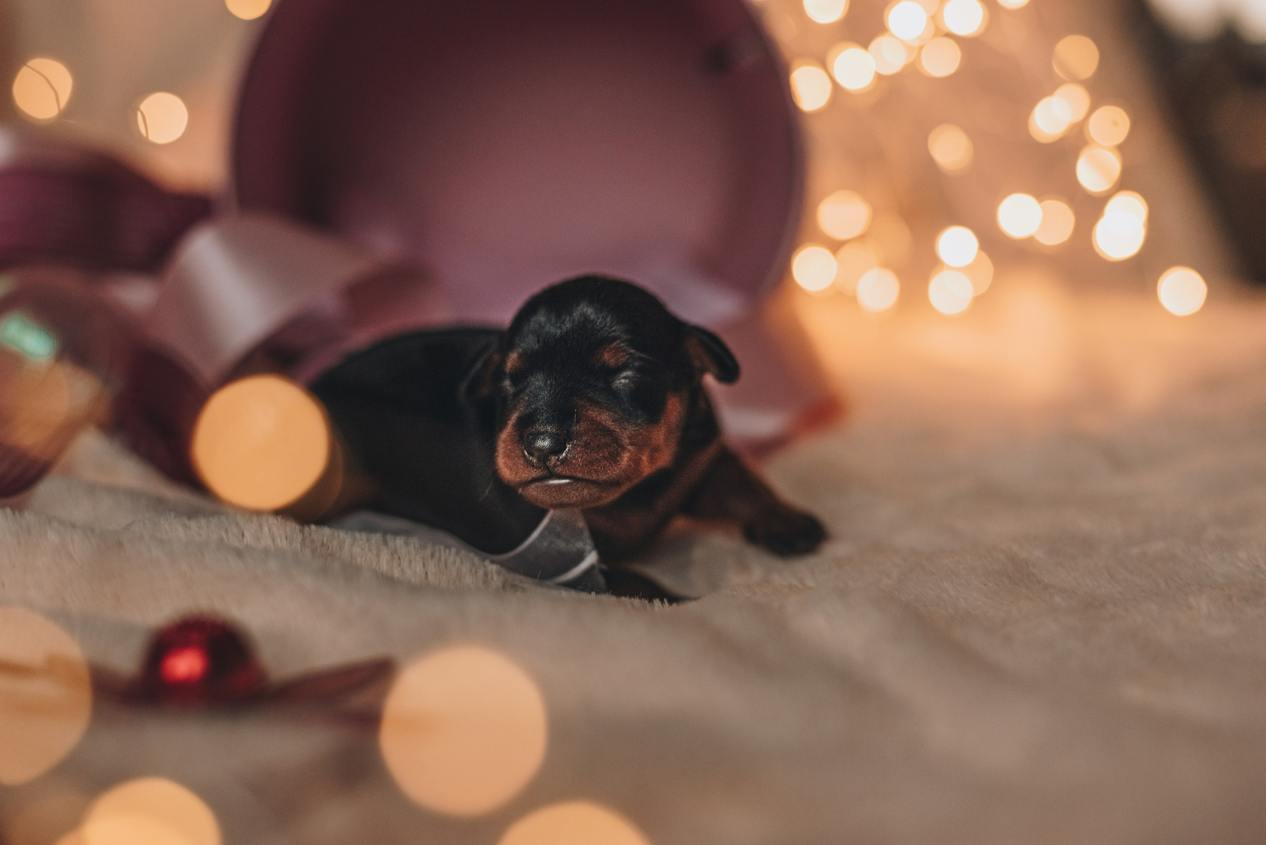 Pinschers. Natalia Finch Photography — Family, Kids & Pet Photographer in Chicago, IL