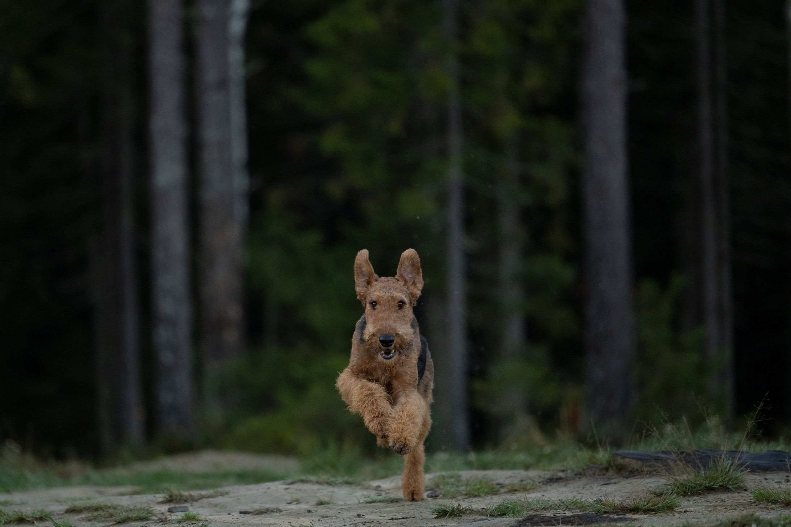 Харди. Фотограф-анималист Анна Маринич