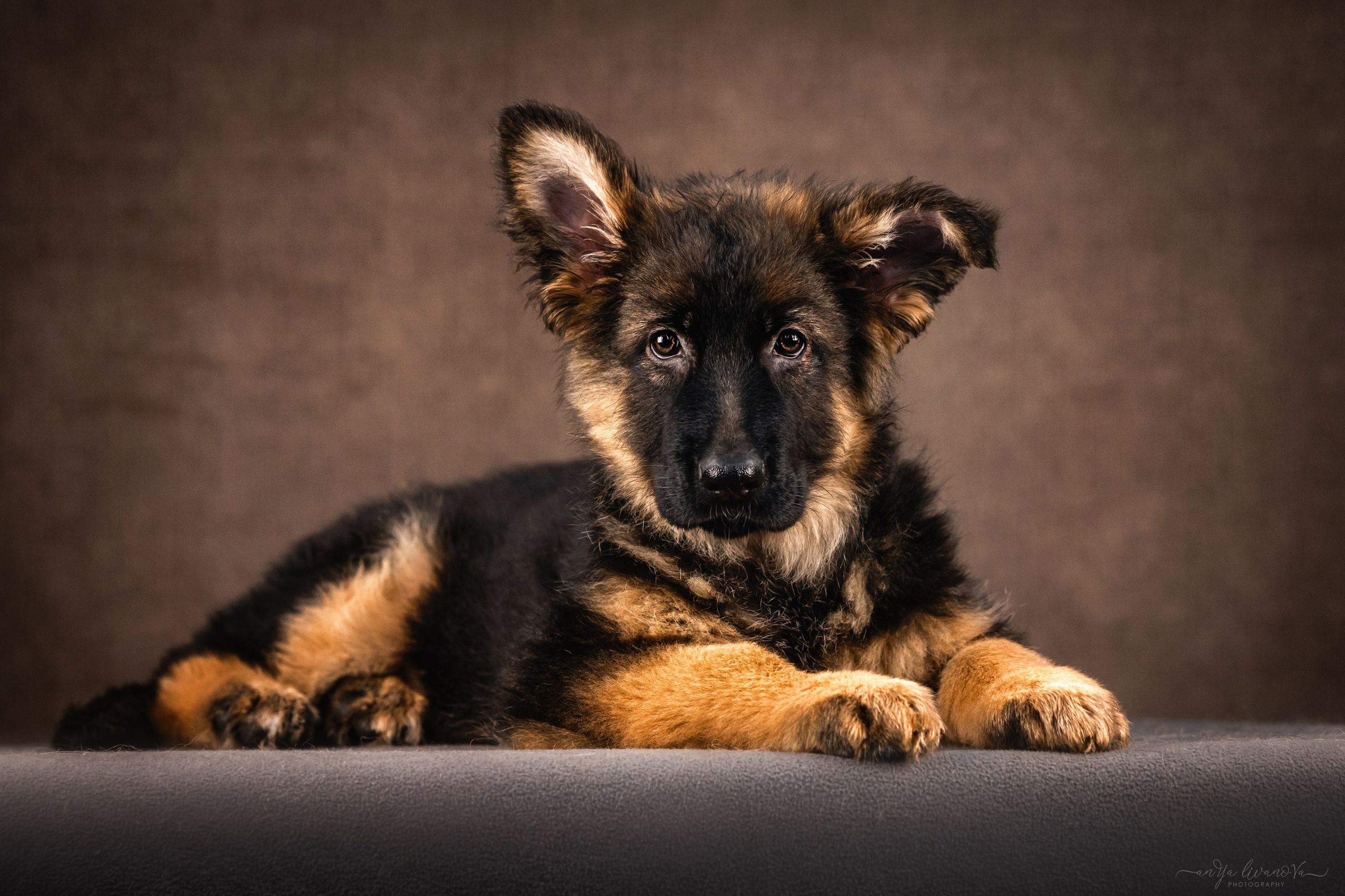 Овчарята. Фотограф анималист Аня Ливанова | Рыбинск