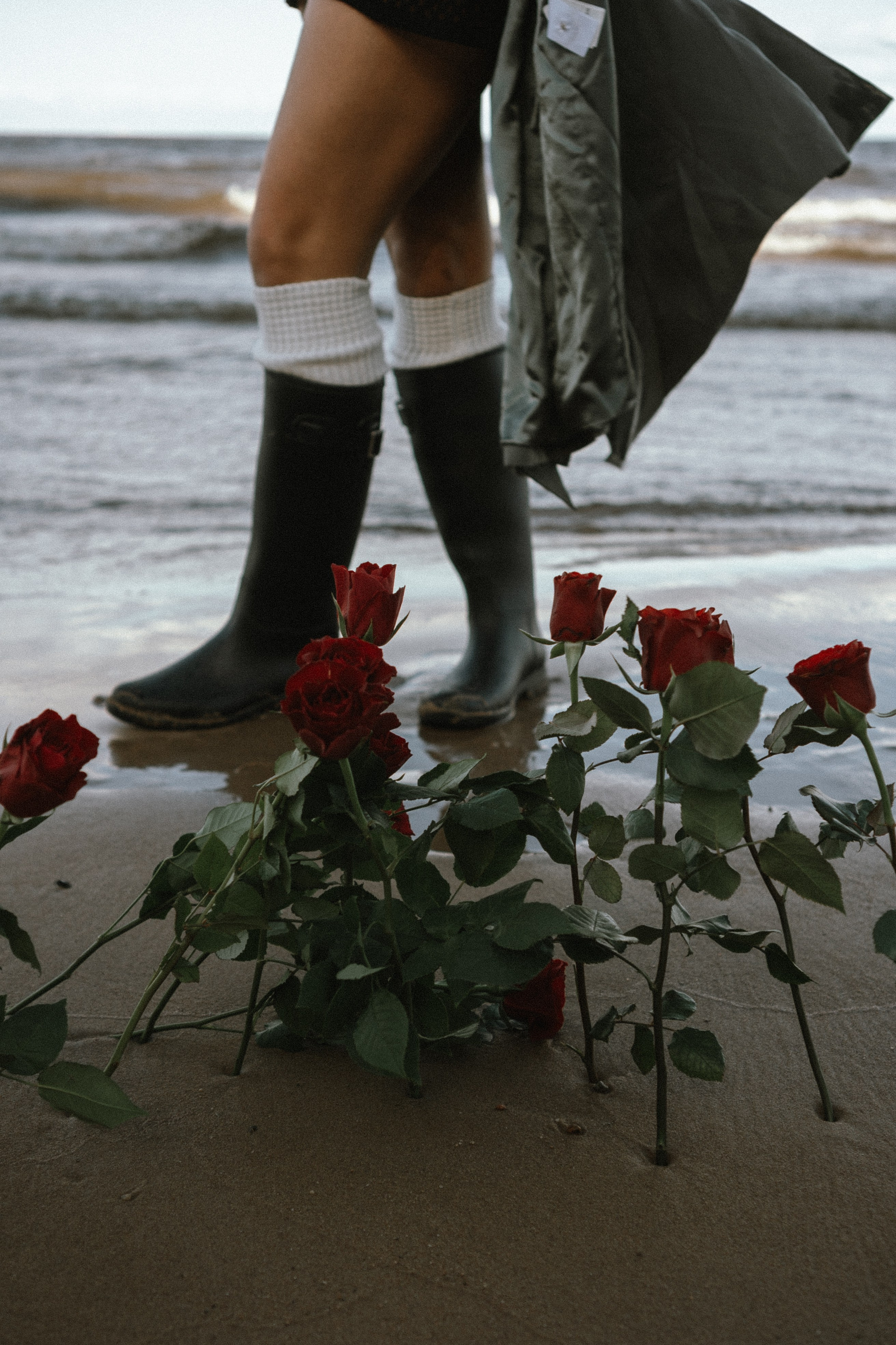 Розы. Профессиональный фотограф, Санкт-Петербург — Виктория Богомолова