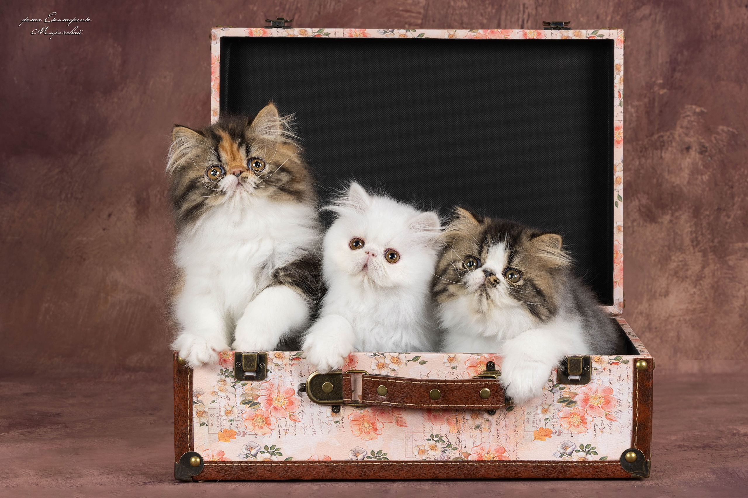 Галерея котят. Фотограф-анималист в Омске Екатерина Маричева