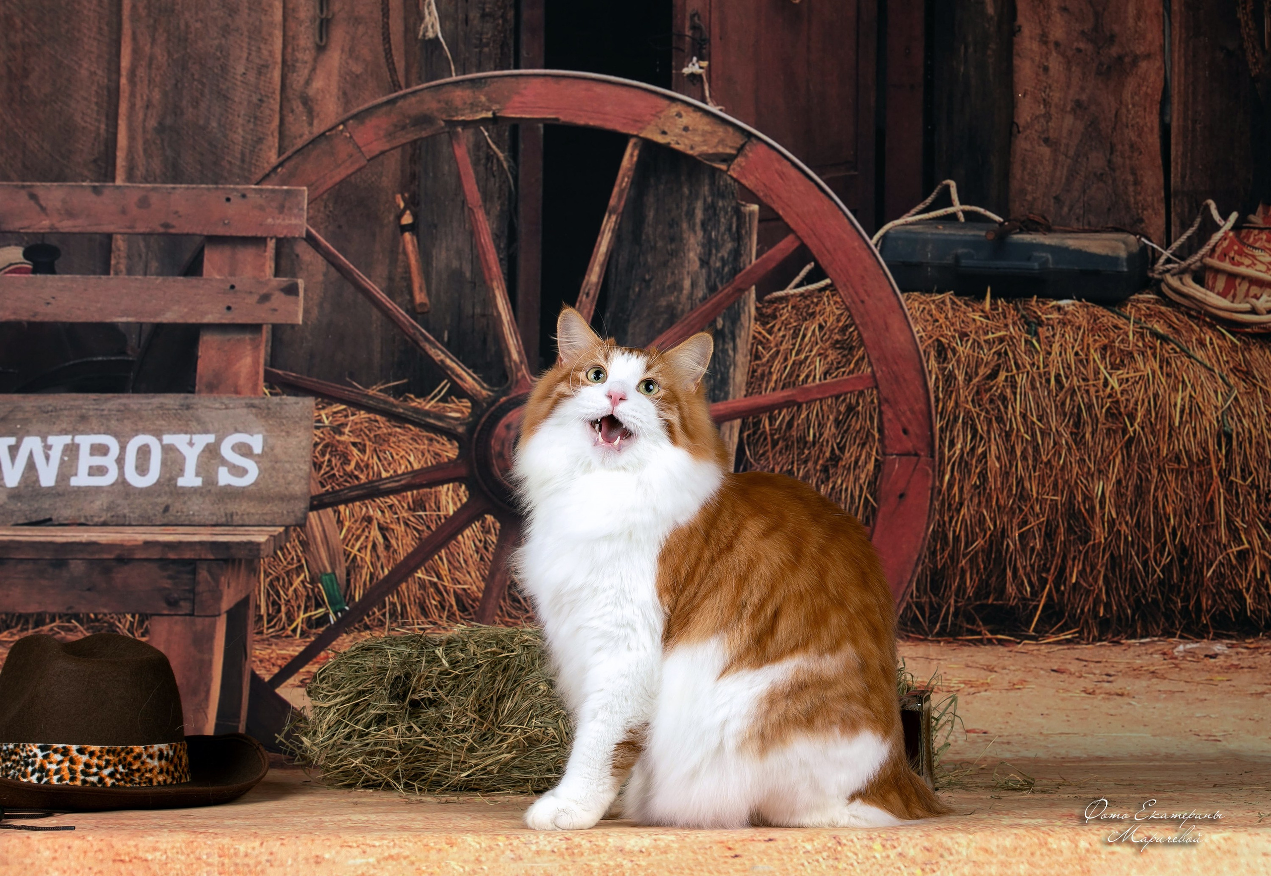 Стендовая съёмка на выставках кошек. Фотограф-анималист в Омске Екатерина Маричева