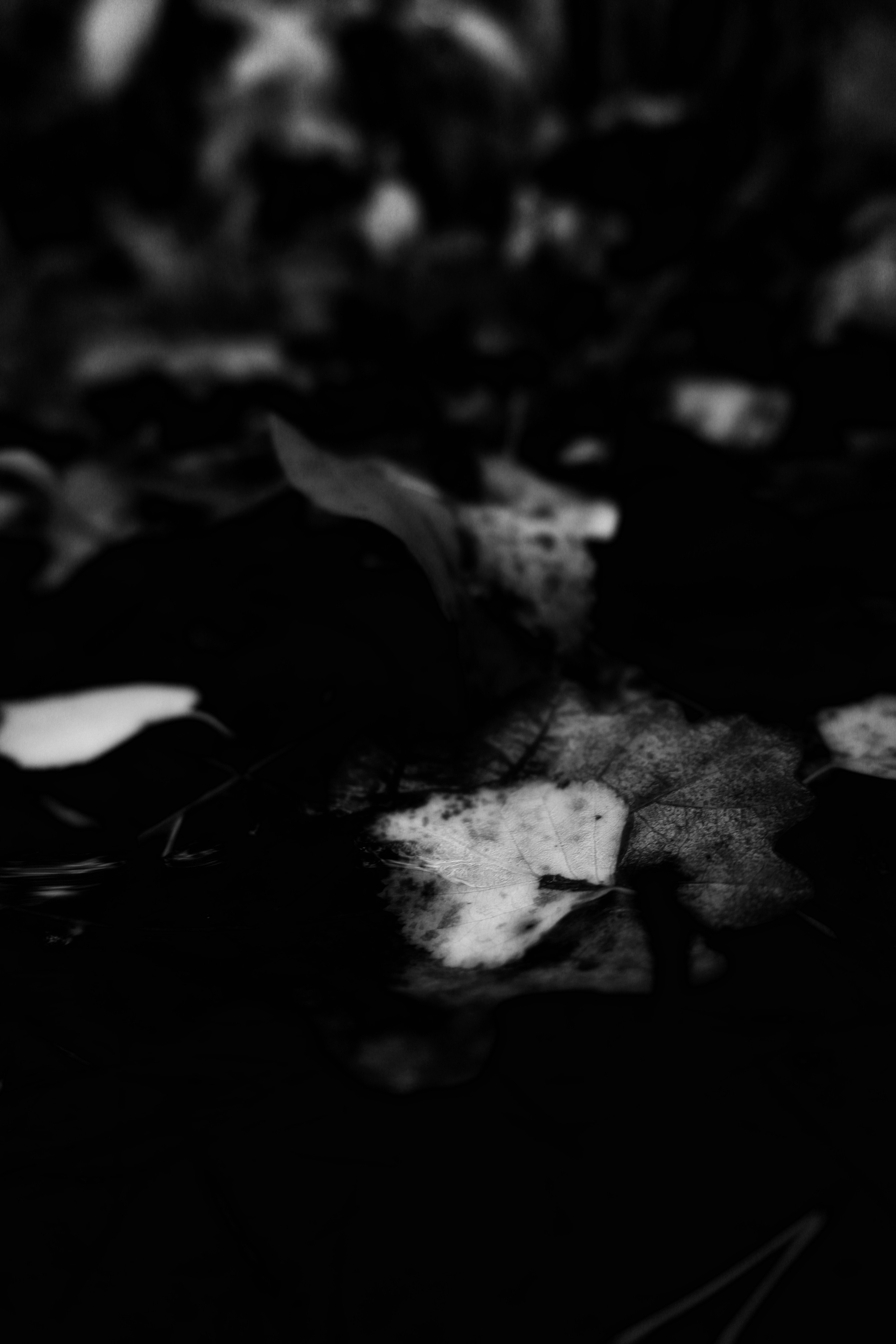 ЧБ  пейзажи (BnW landscape). Фотограф (photographer) Lischinski Vitaliy