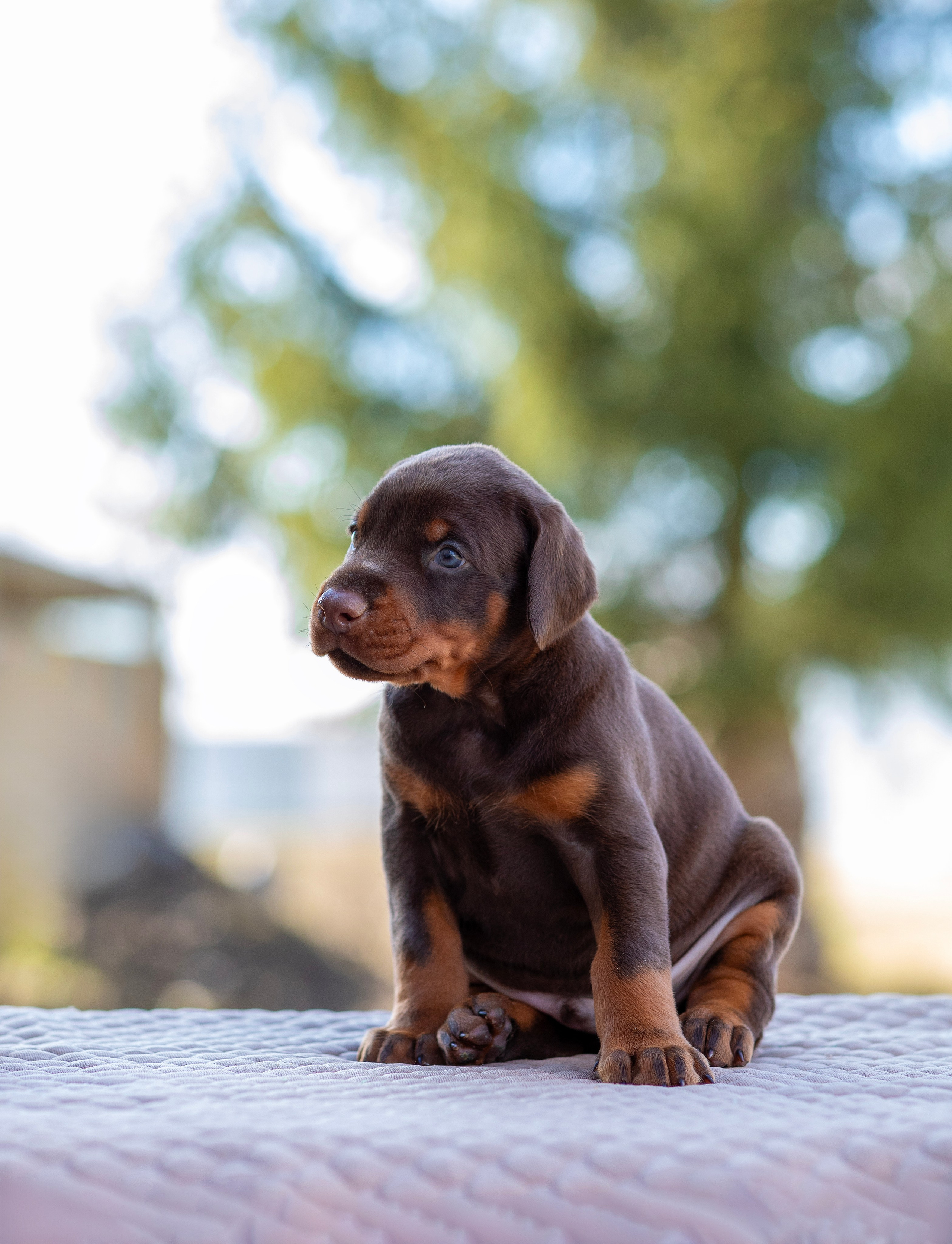 Доберман. Фотограф — анималист Татьяна Ли