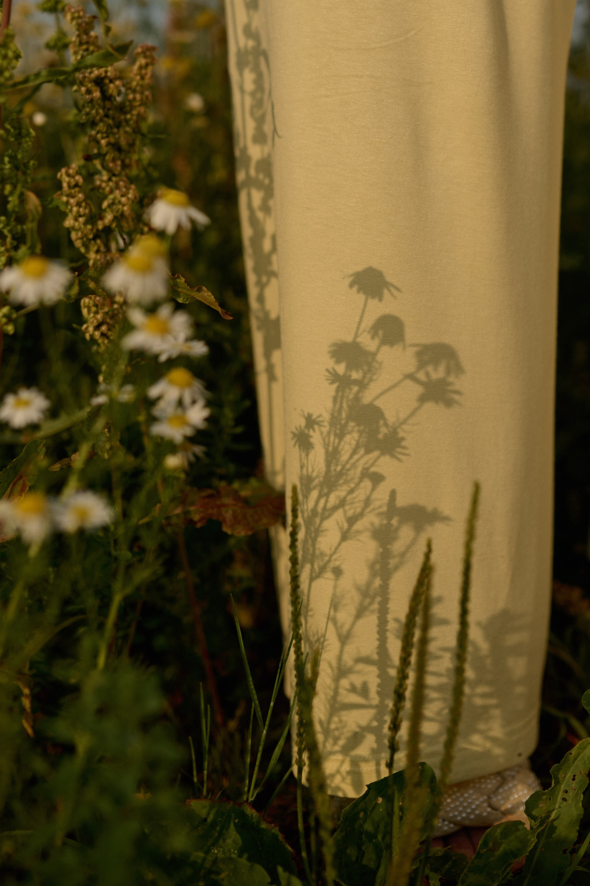 Рома, Оля, Максим и ромашки. Семейный и свадебный lifestyle-фотограф в Москве Мария Петрова