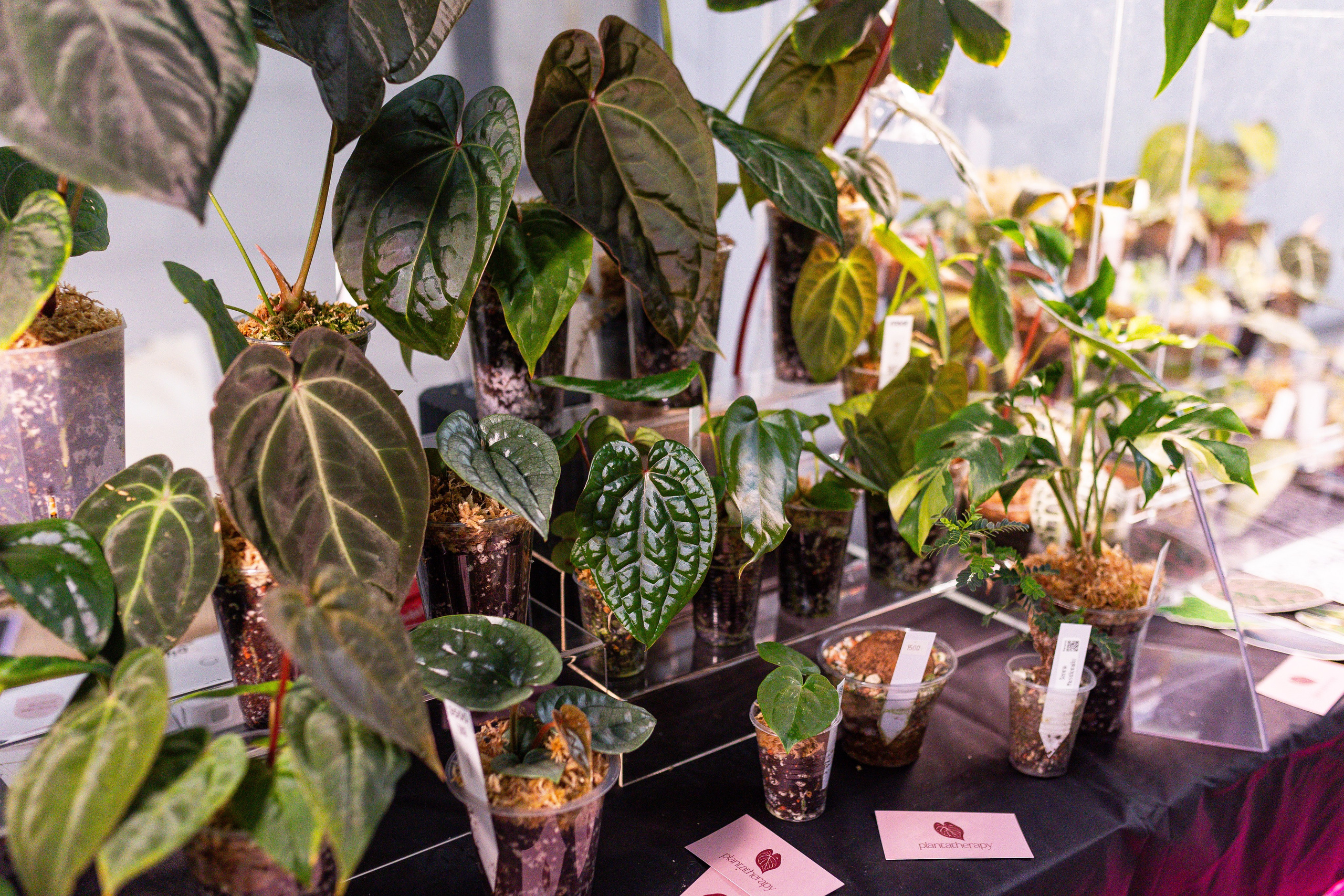 Ярмарка Green Rare 20.09.25. Александра Куликова фотограф, Москва