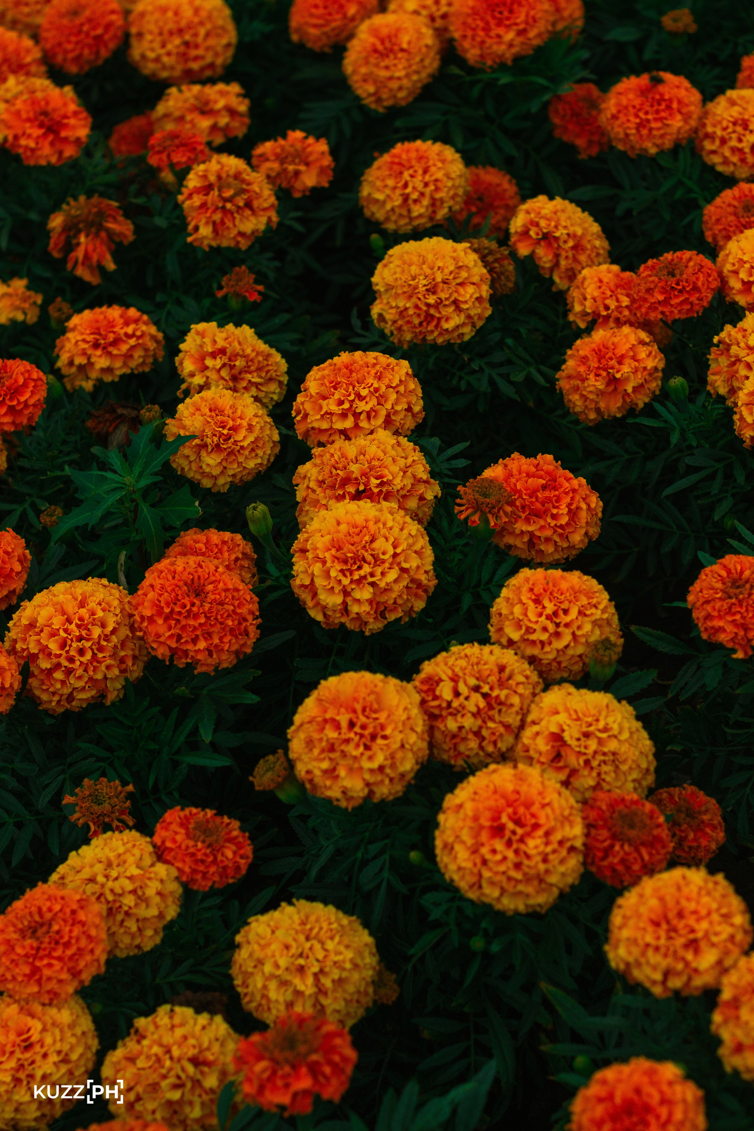 27.07.2024 | Красноярск. Kuznetsov | Фотограф в Красноярске