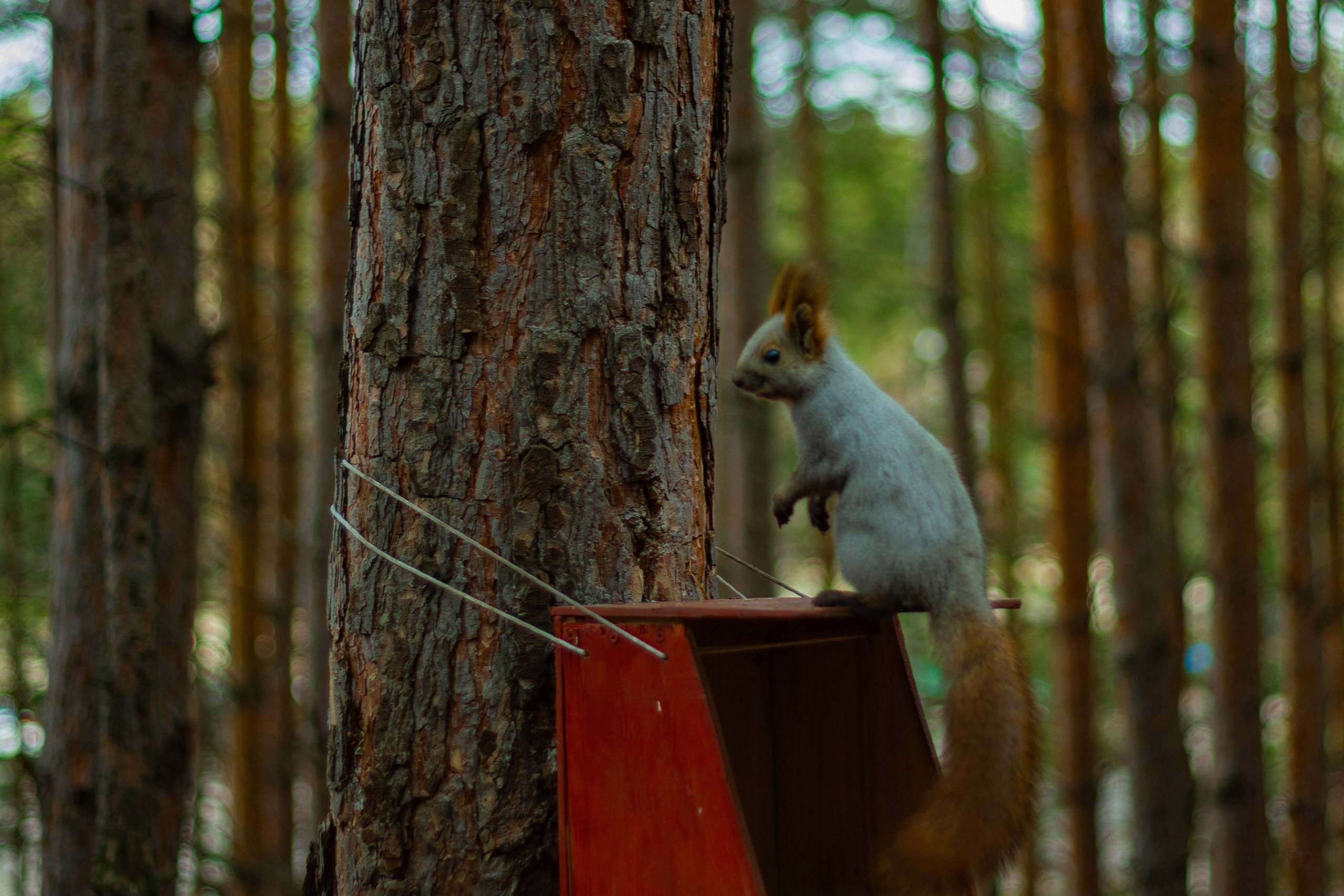 04.11.2024 | Сосновоборск. Kuznetsov | Фотограф в Красноярске