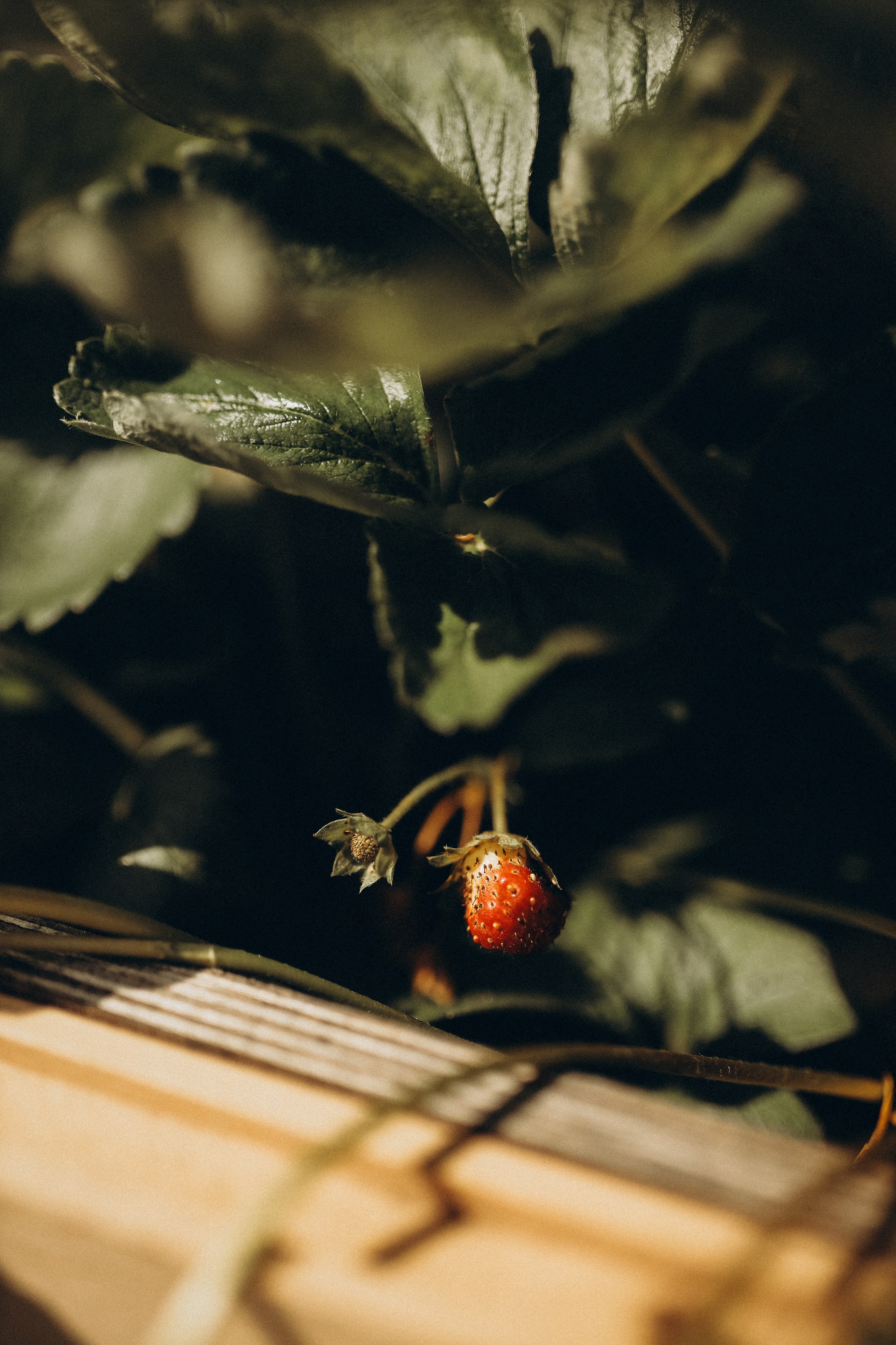Дина и Миа в огороде. Семейный и детский фотограф в Москве Анастасия Меликова