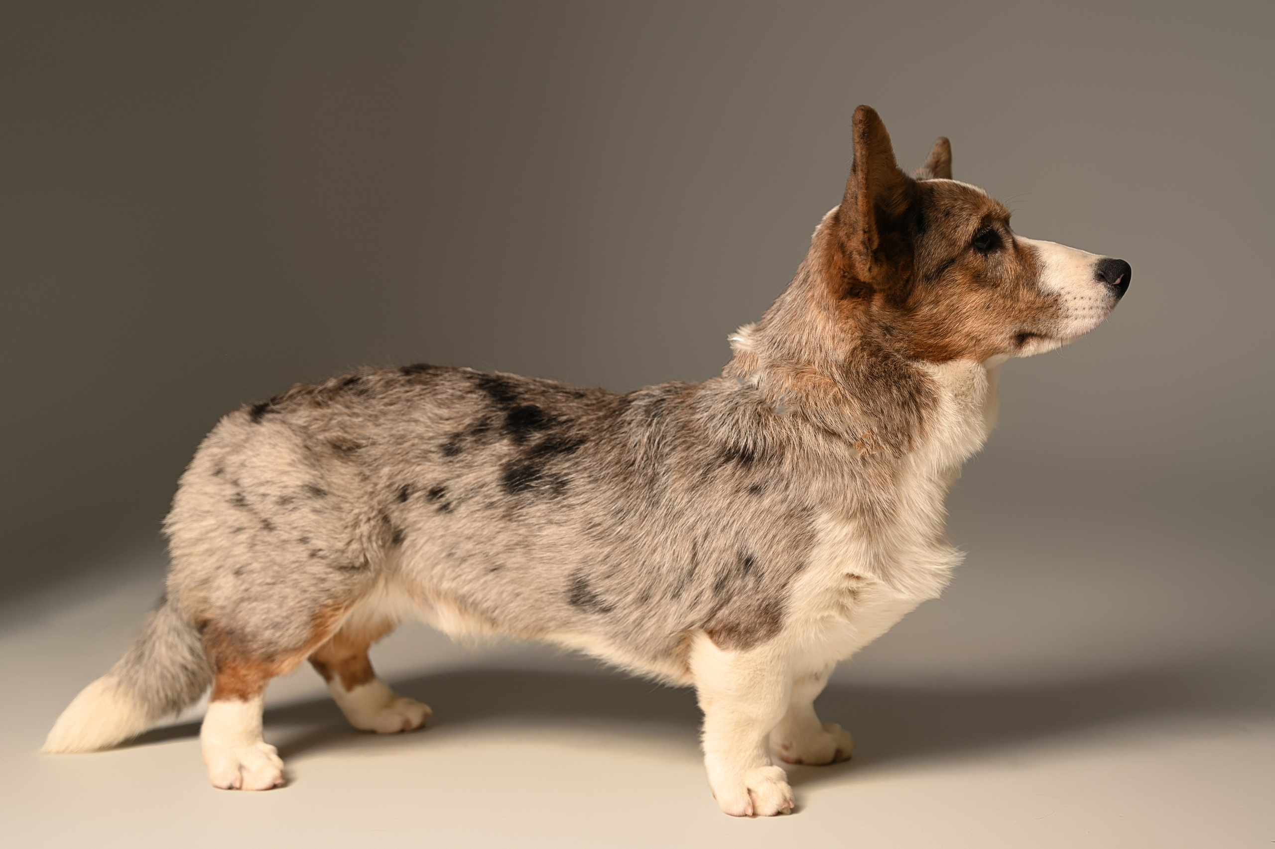 Корги. Фотограф Темрюк Анастасия Фёдорова