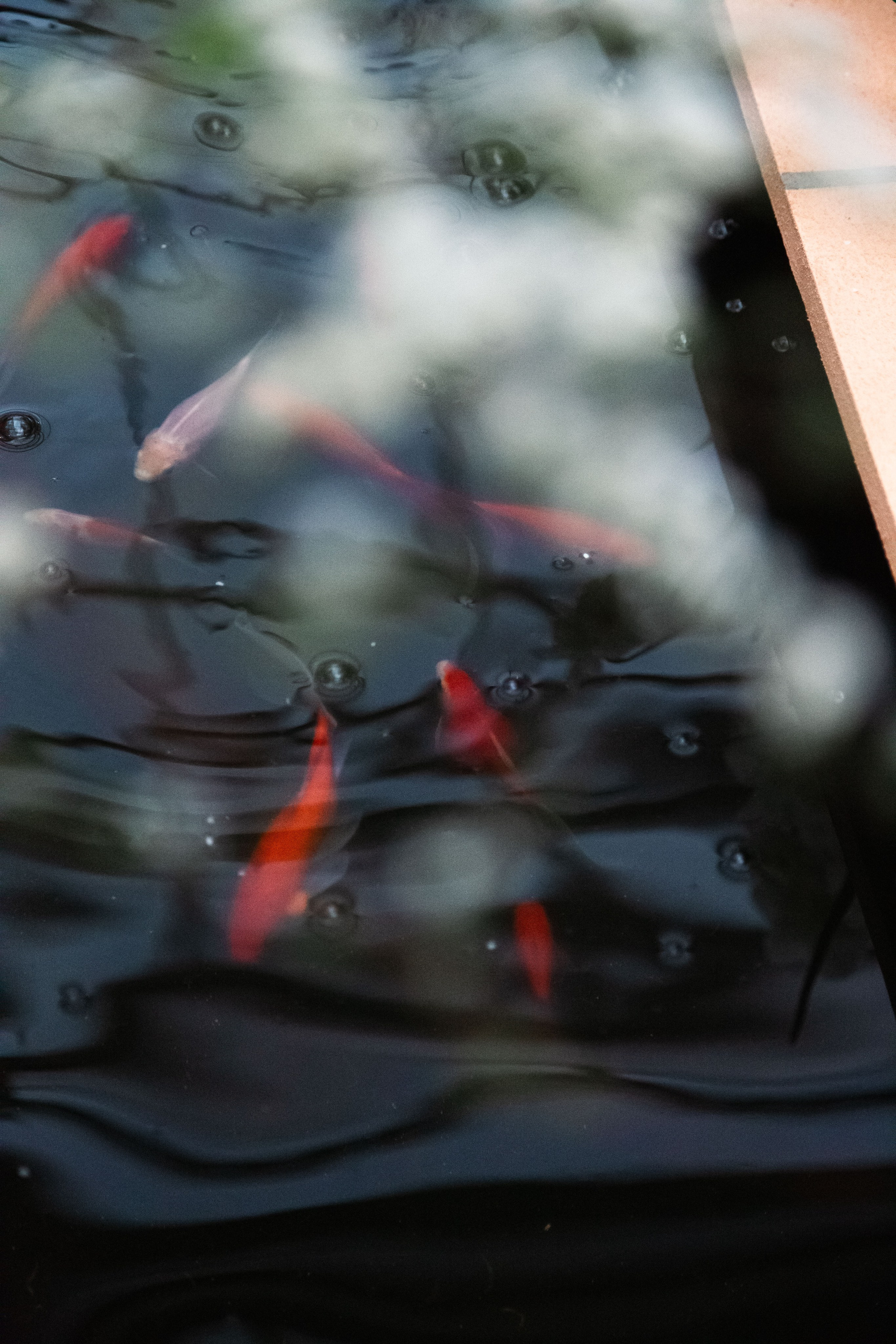 Персидский сад. Dmitriy [KCCC] is a pretty cool photographer