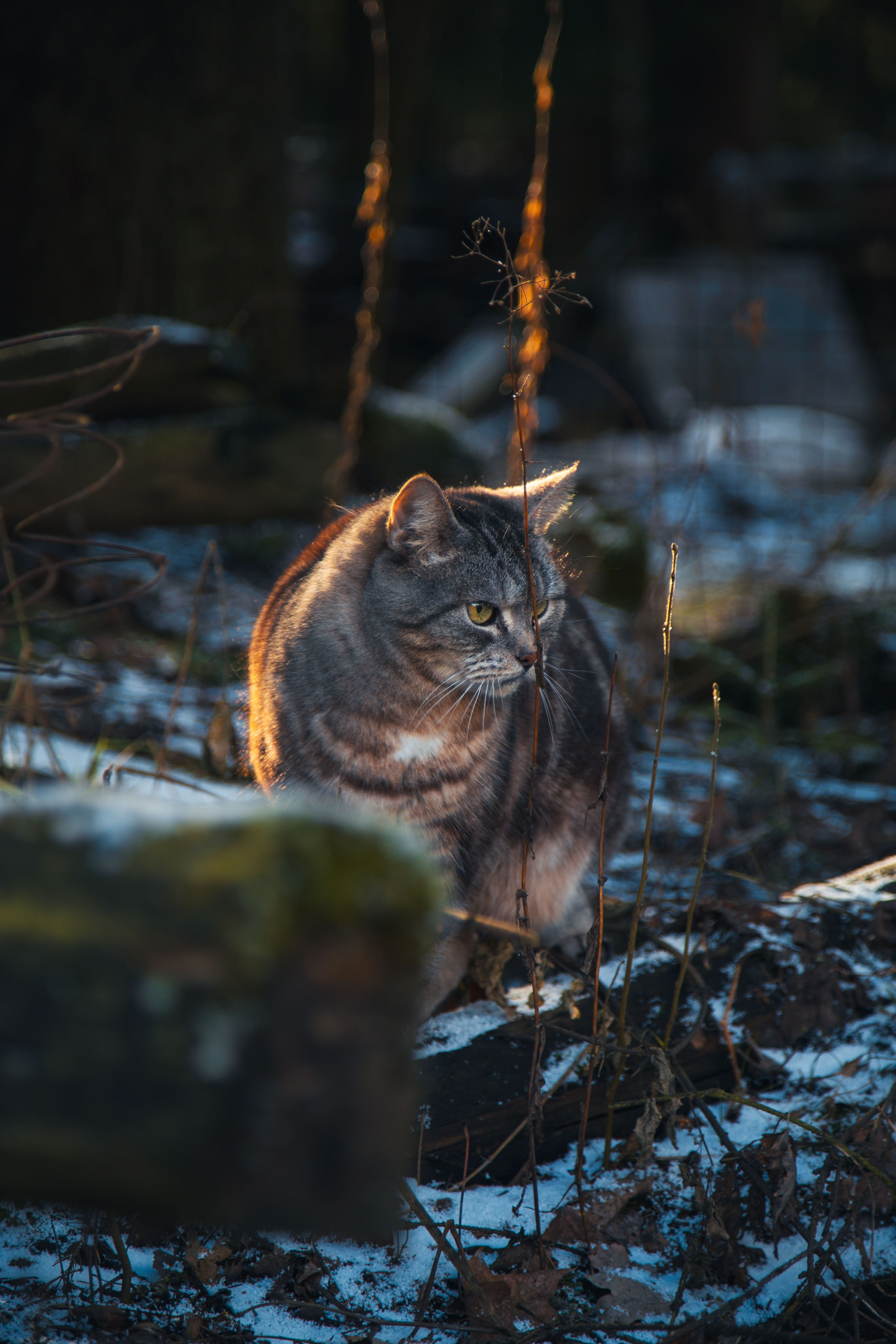 Кошка-охотница. Dmitriy [KCCC] is a pretty cool photographer