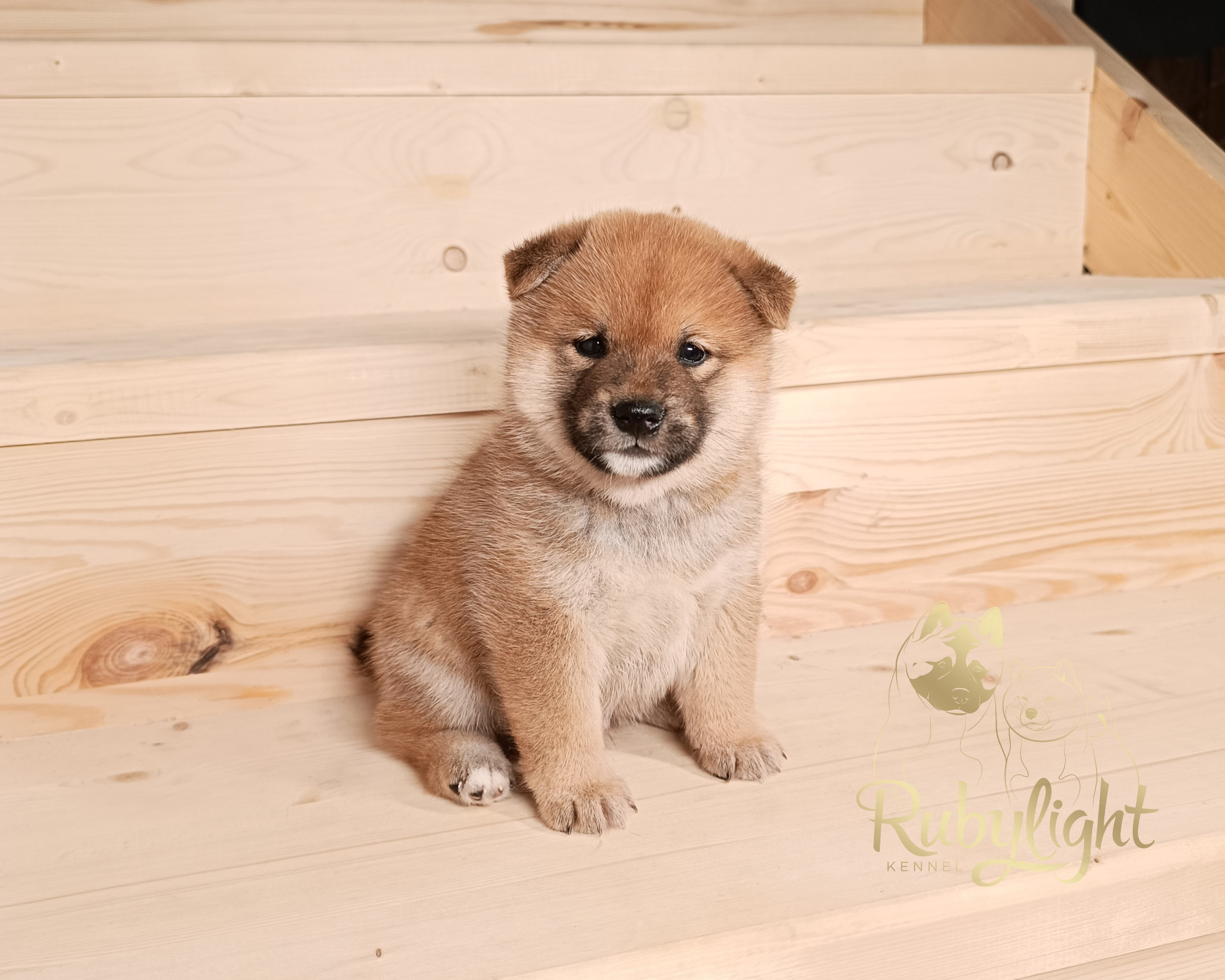 Сиба Rubylight Everest питомник Рубилайт 