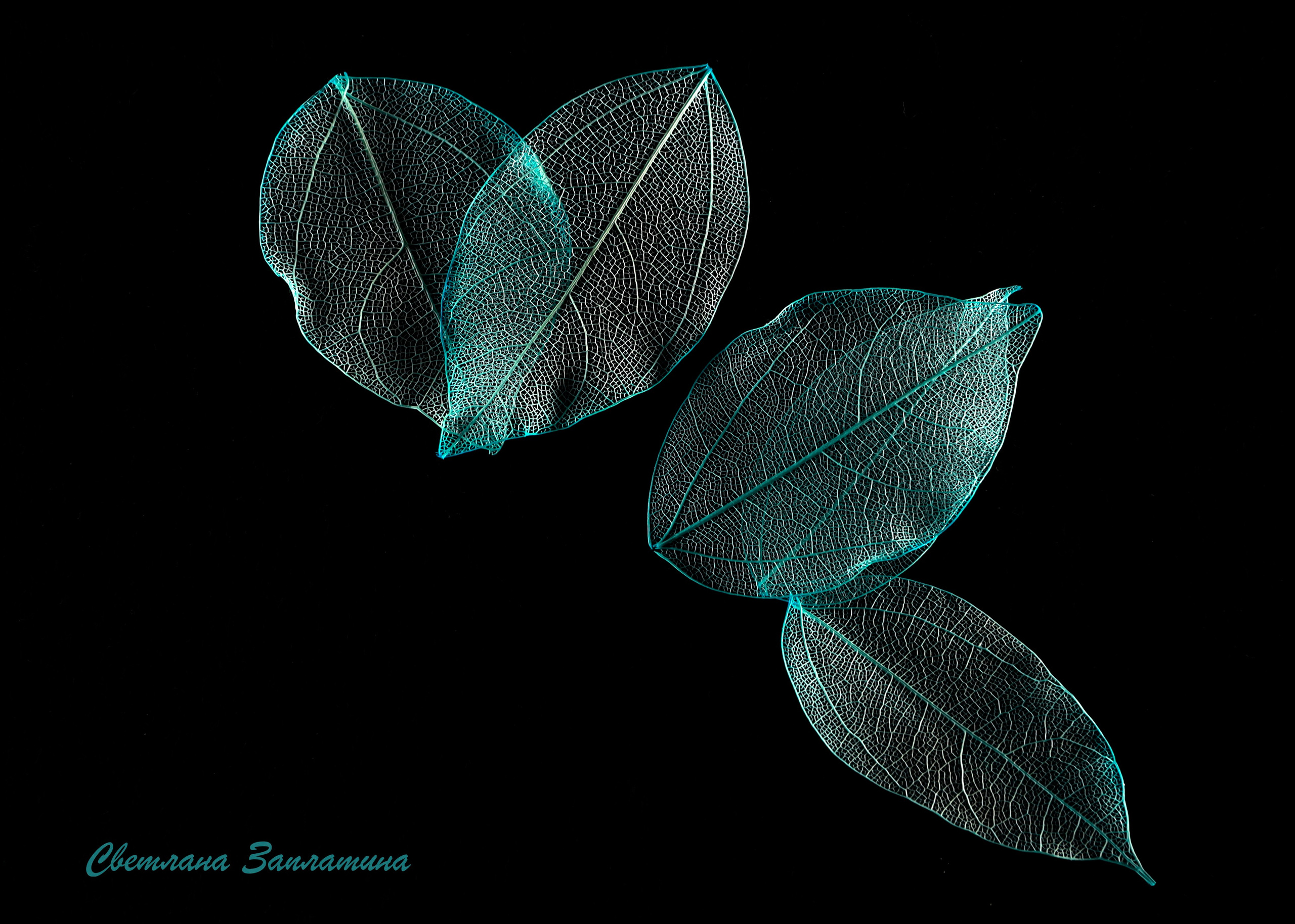 Предметная съемка. Фотограф Светлана Заплатина