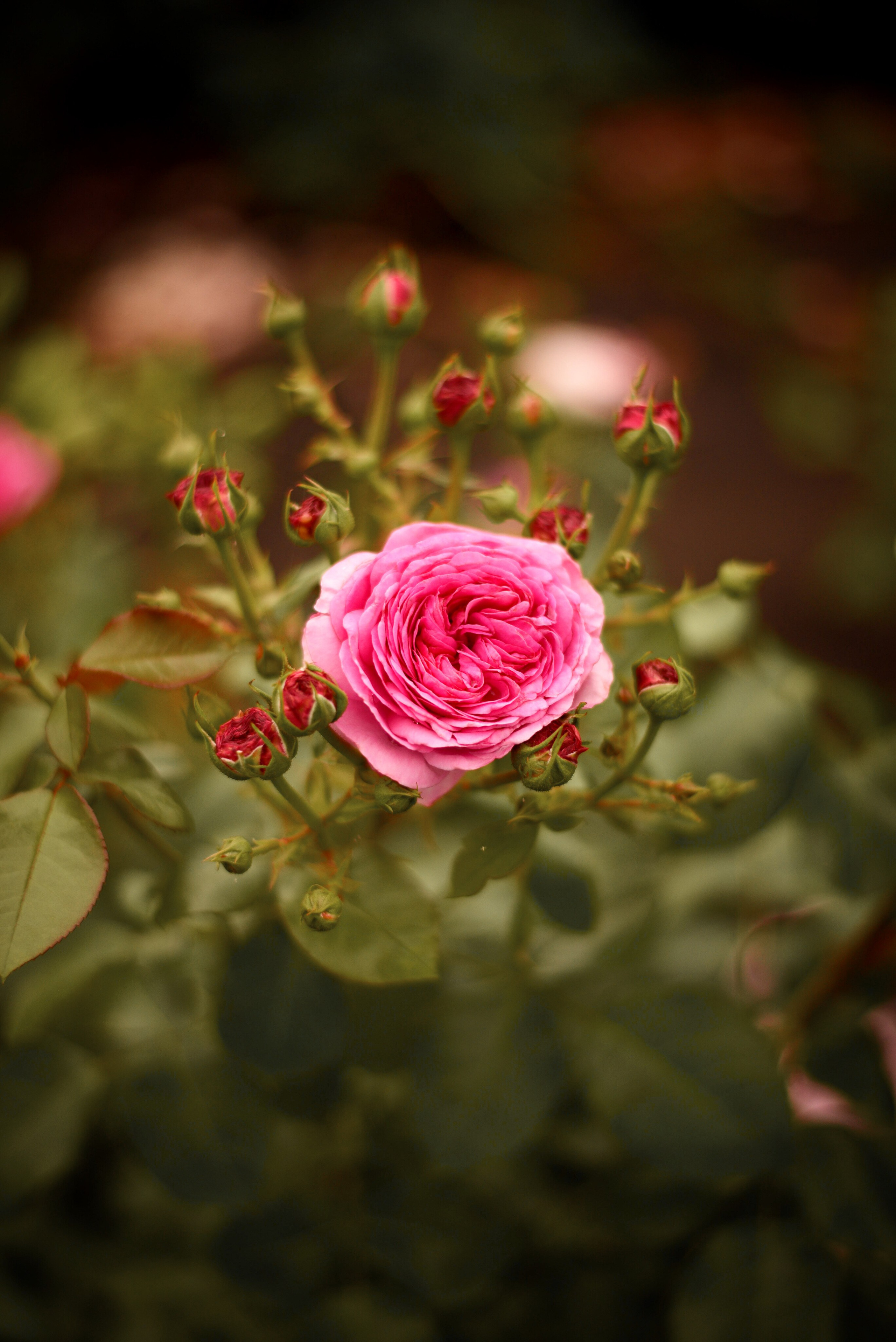 Дачные зарисовки. Приподаева Алёна семейный и детский фотограф в Красноярске
