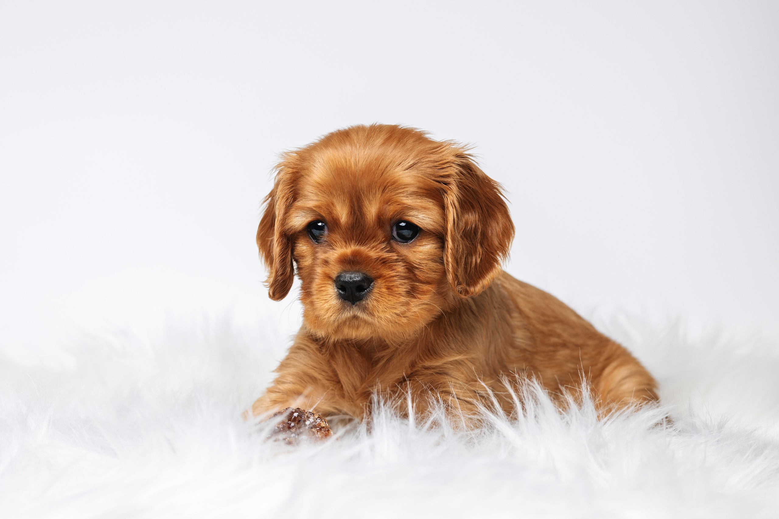 ККЧС. Фотограф анималист Осипчикова Мария