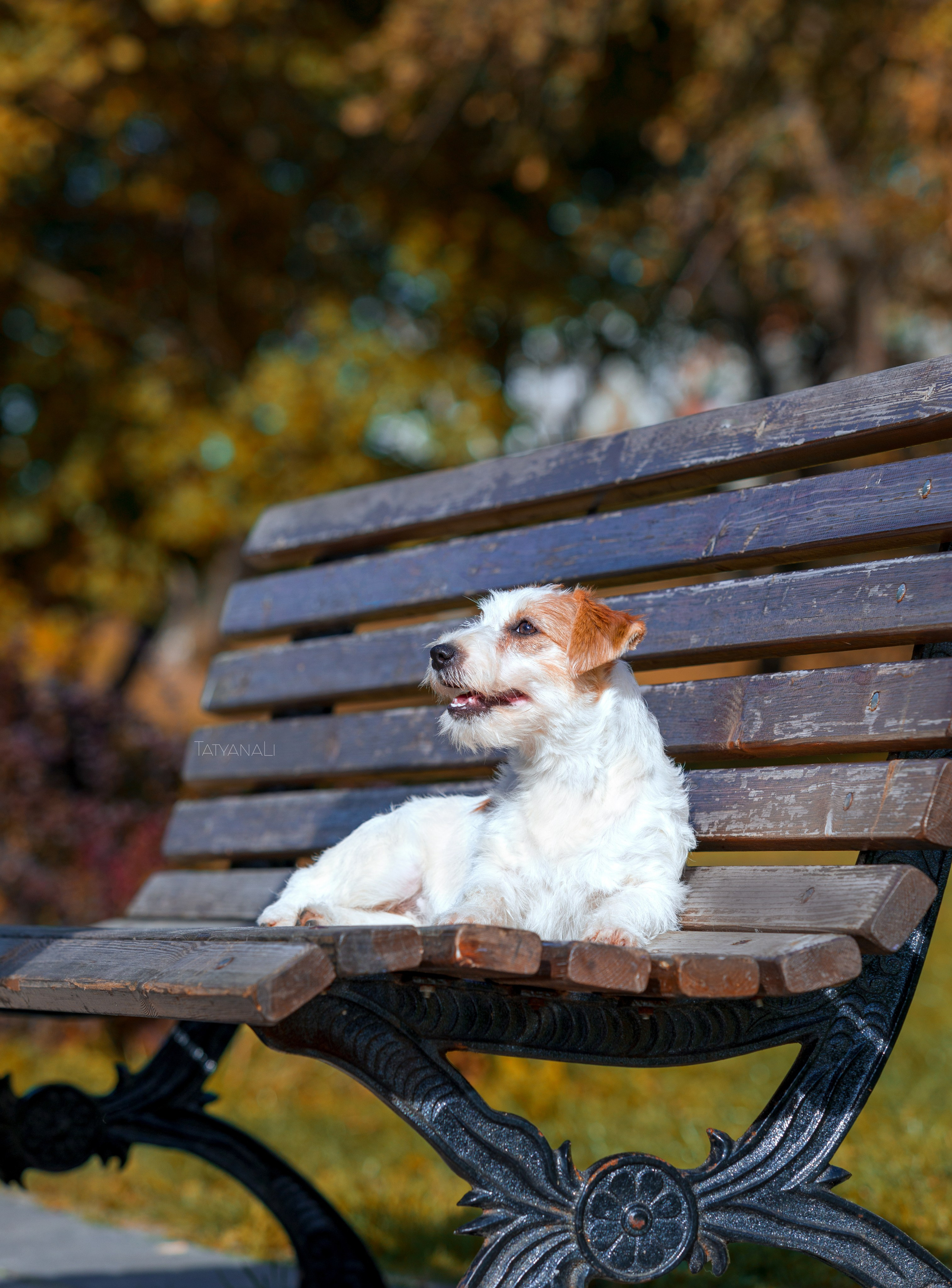Ассорти. Фотограф — анималист Татьяна Ли