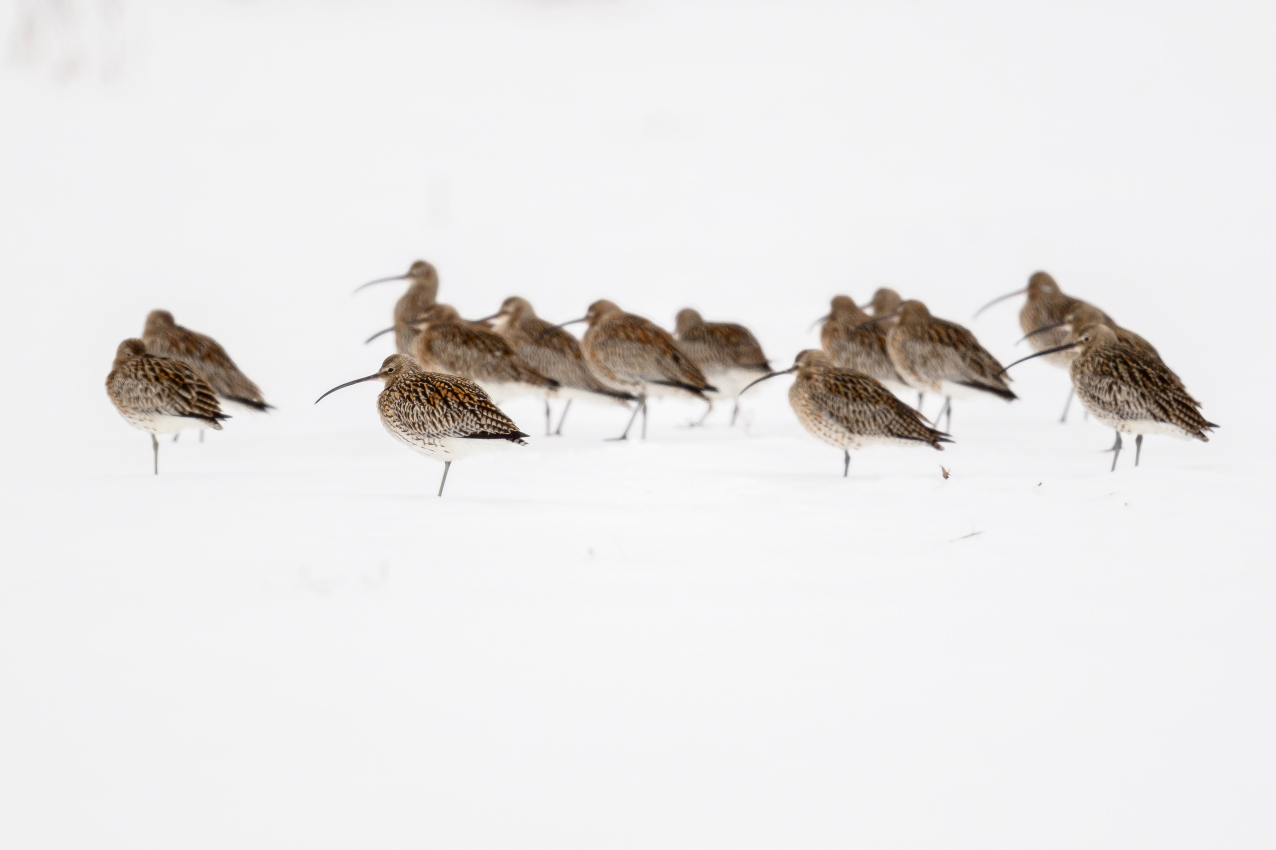 Большой кроншнеп. Фотограф Сергей Пупонин