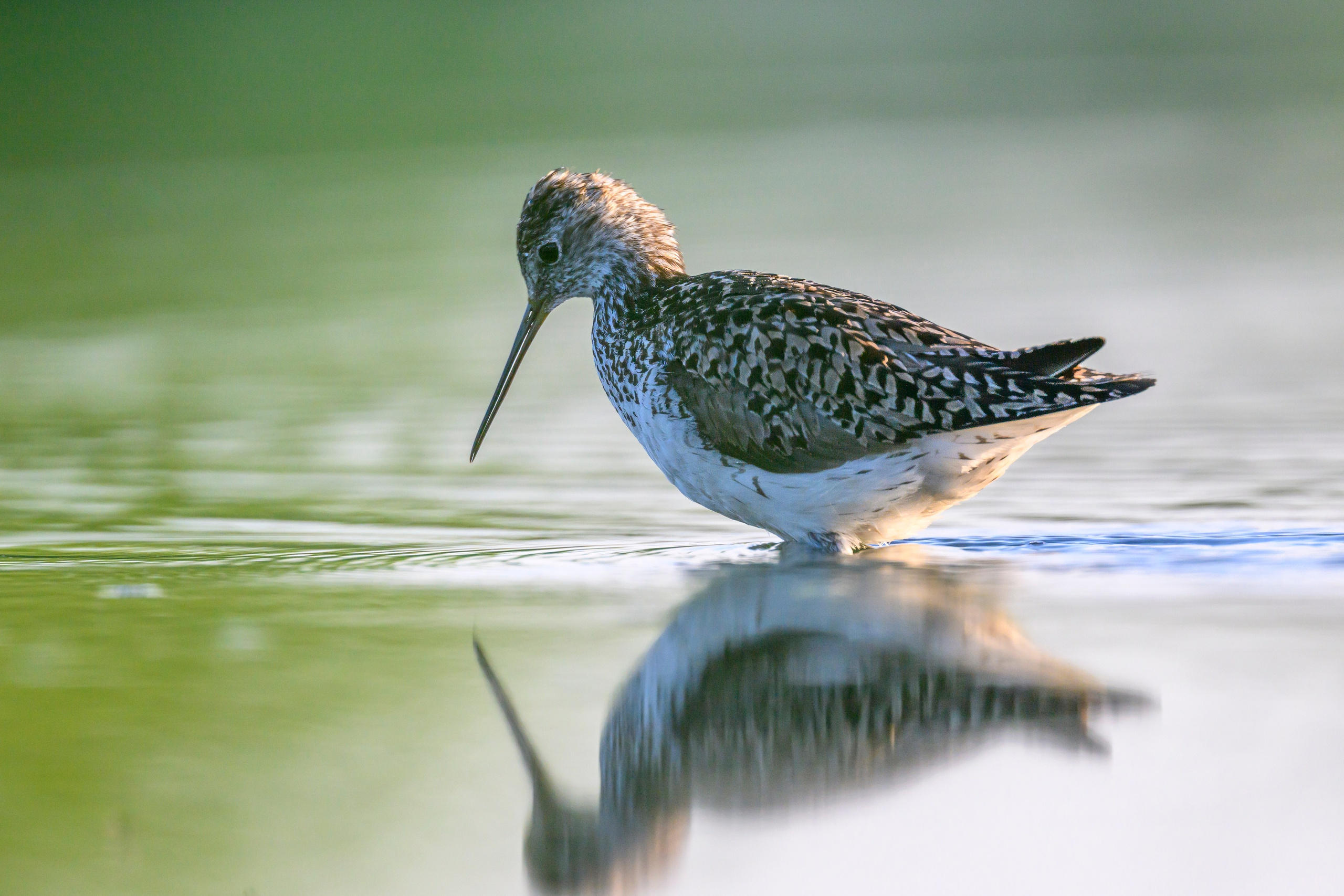 Птенец трясогузки, поручейник и фифи. Wildlife photography by Sergey Puponin