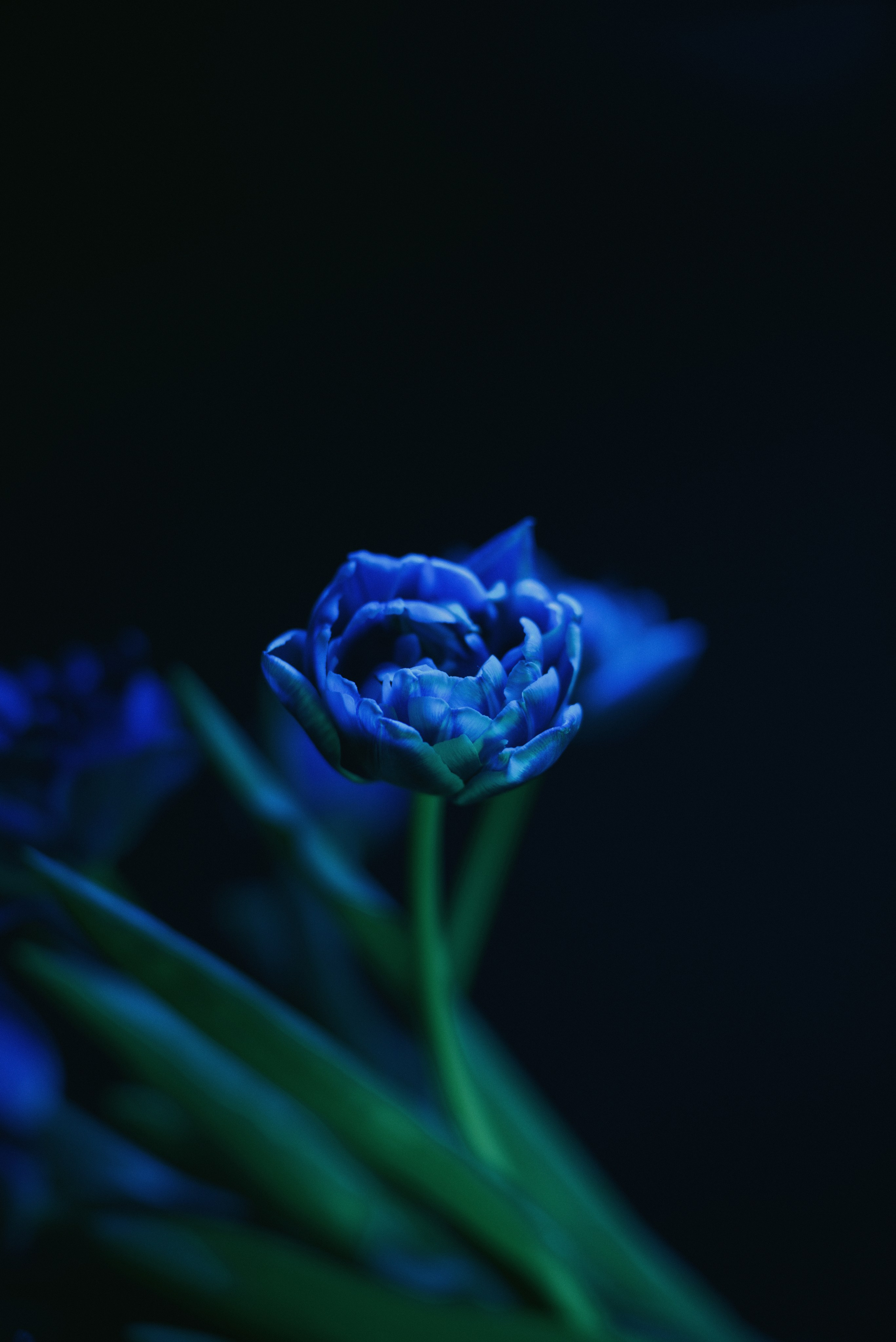 Голубой цветок