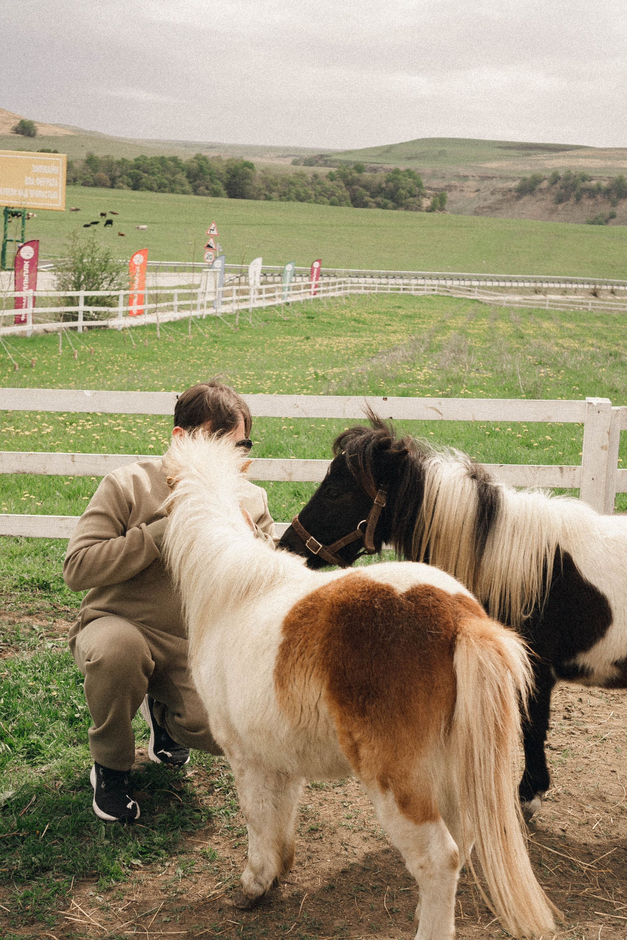 Ферма Альпак. Профессиональный фотограф, Санкт-Петербург — Виктория Богомолова